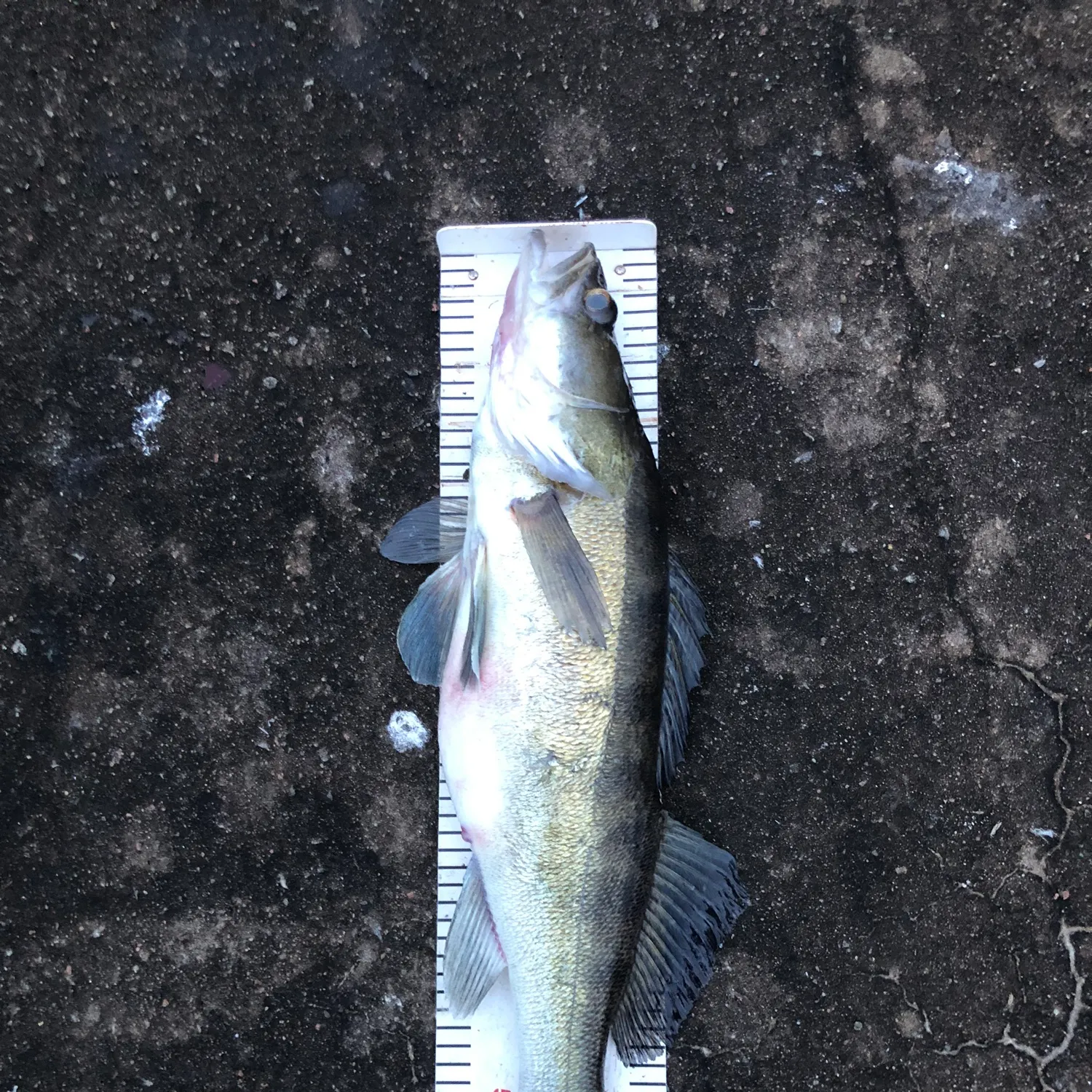 Zander caught on Fishbrain