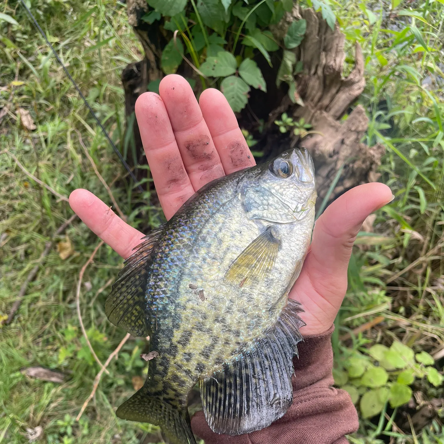 Black crappie caught on Fishbrain