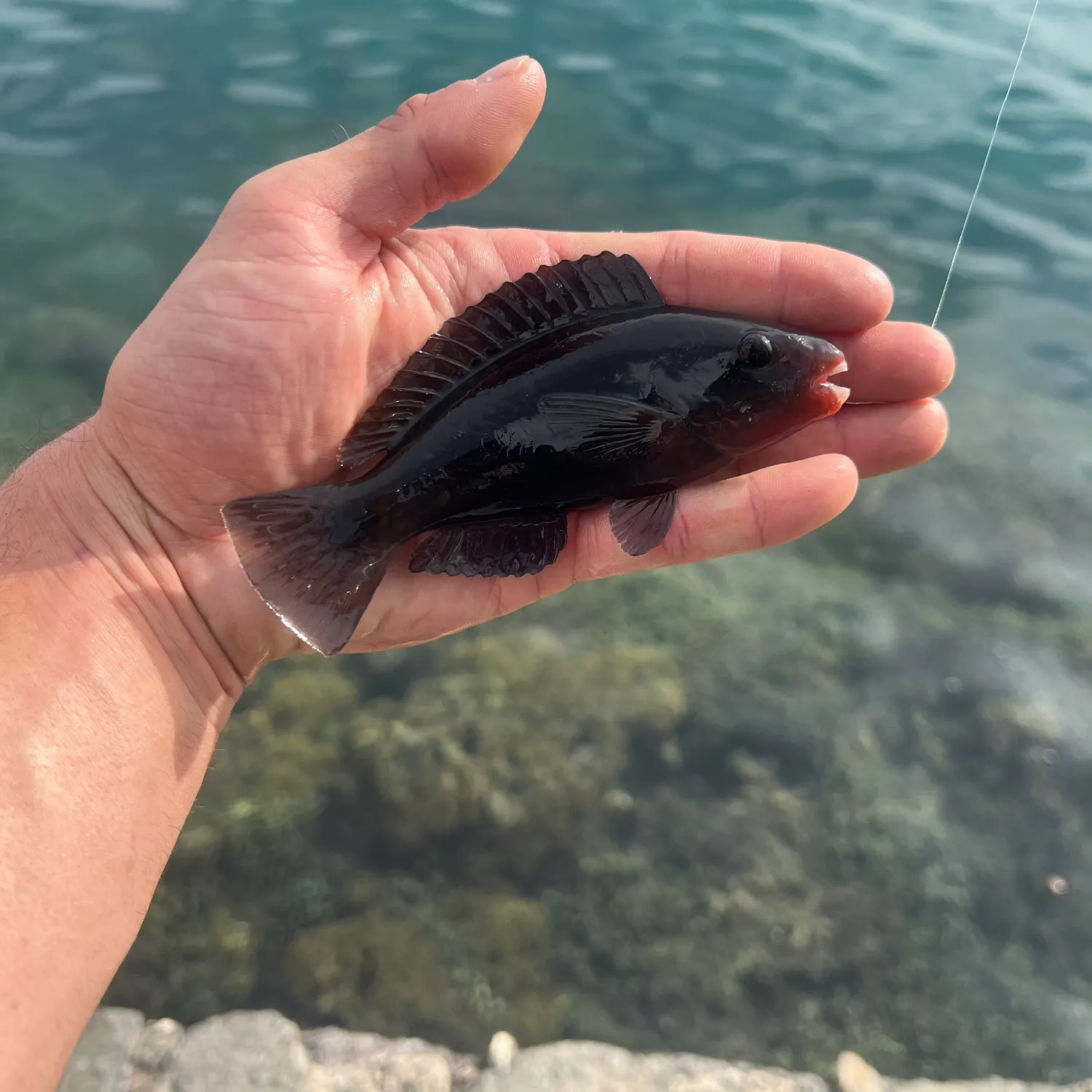 The most recent Pacific bullethead parrotfish catches on Fishbrain