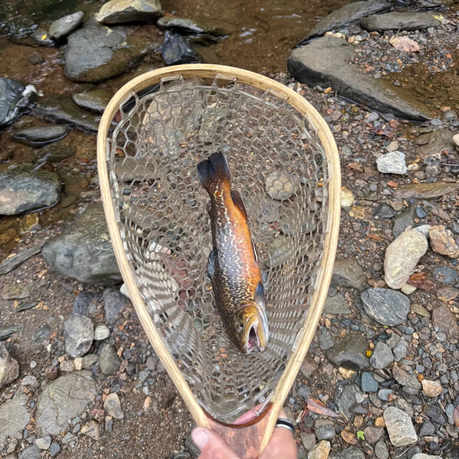 Tiger trout caught on Fishbrain