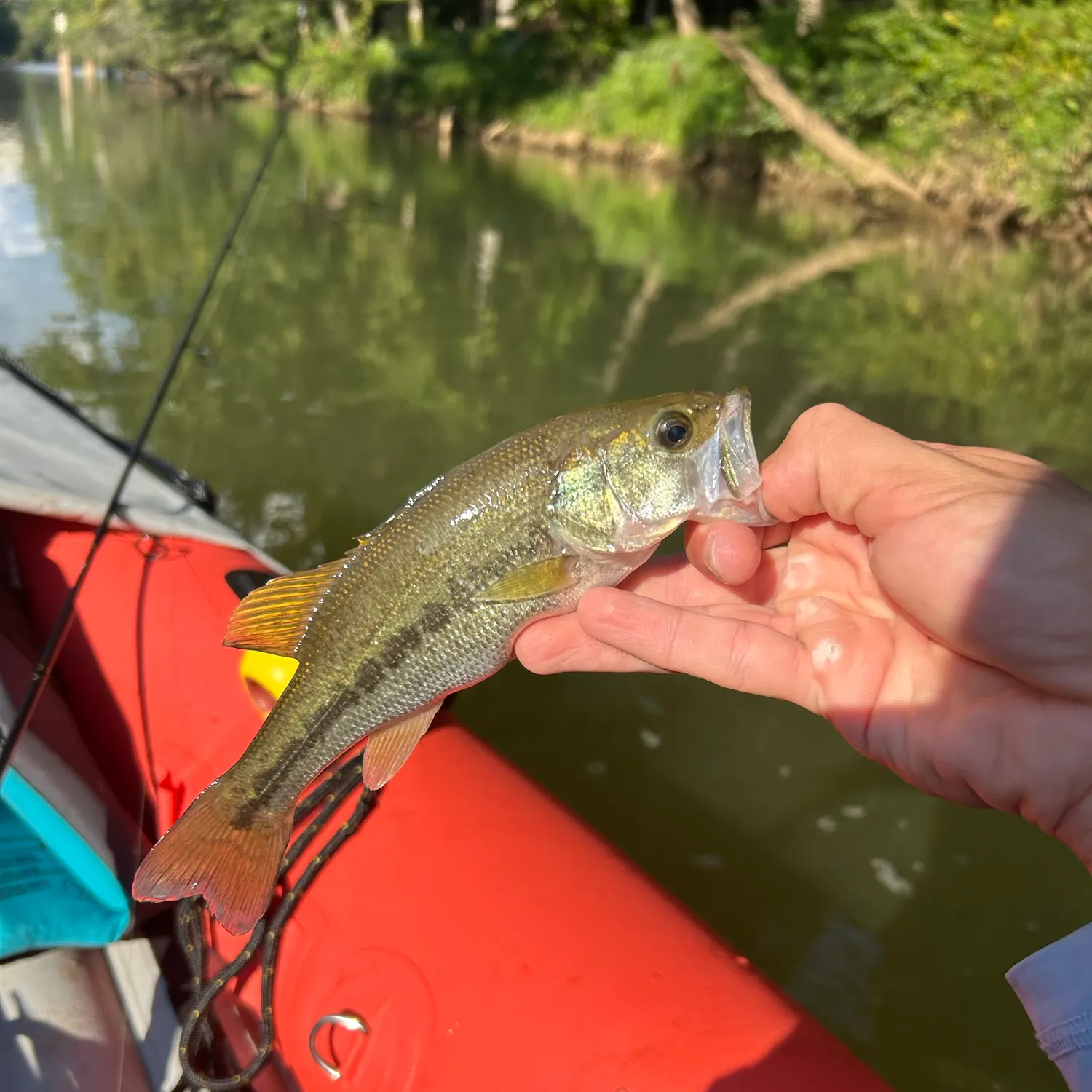 Largemouth bass caught on Fishbrain