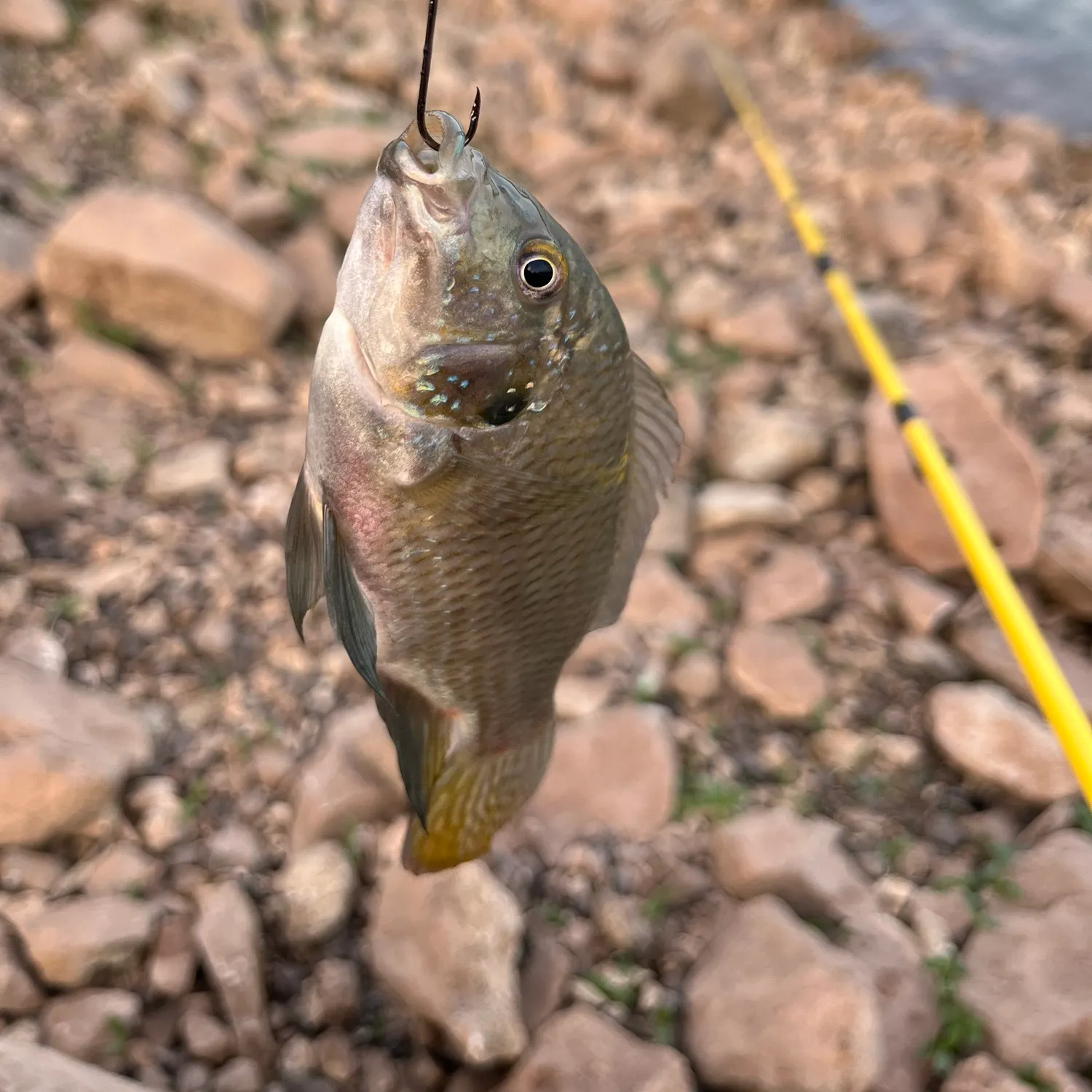 Fish caught on Fishbrain