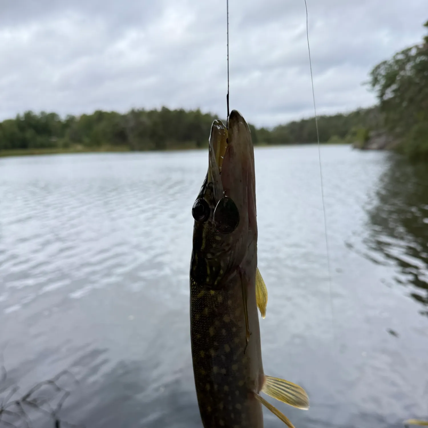 Northern pike caught on Fishbrain