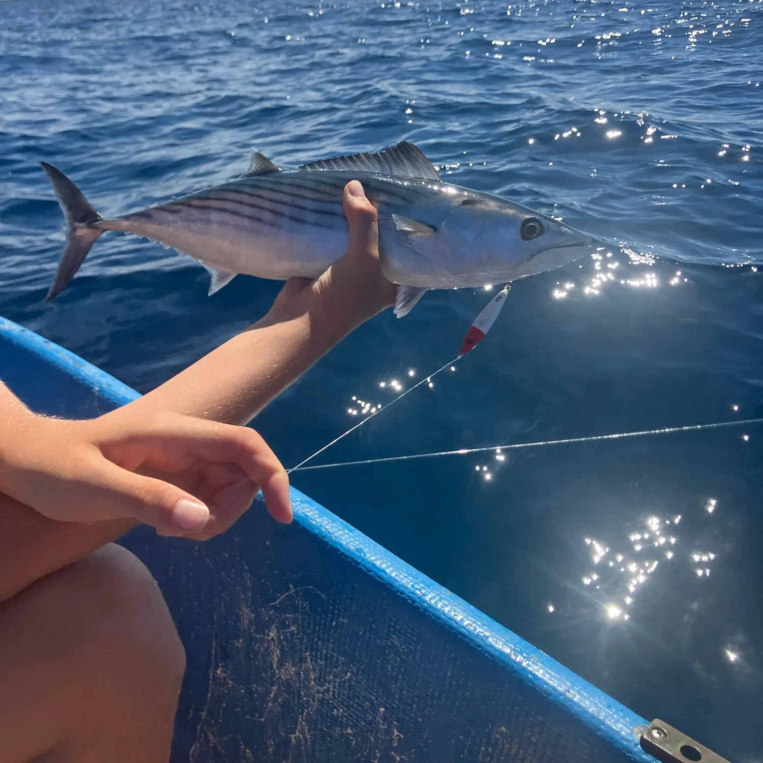 Pacific bonito caught on Fishbrain
