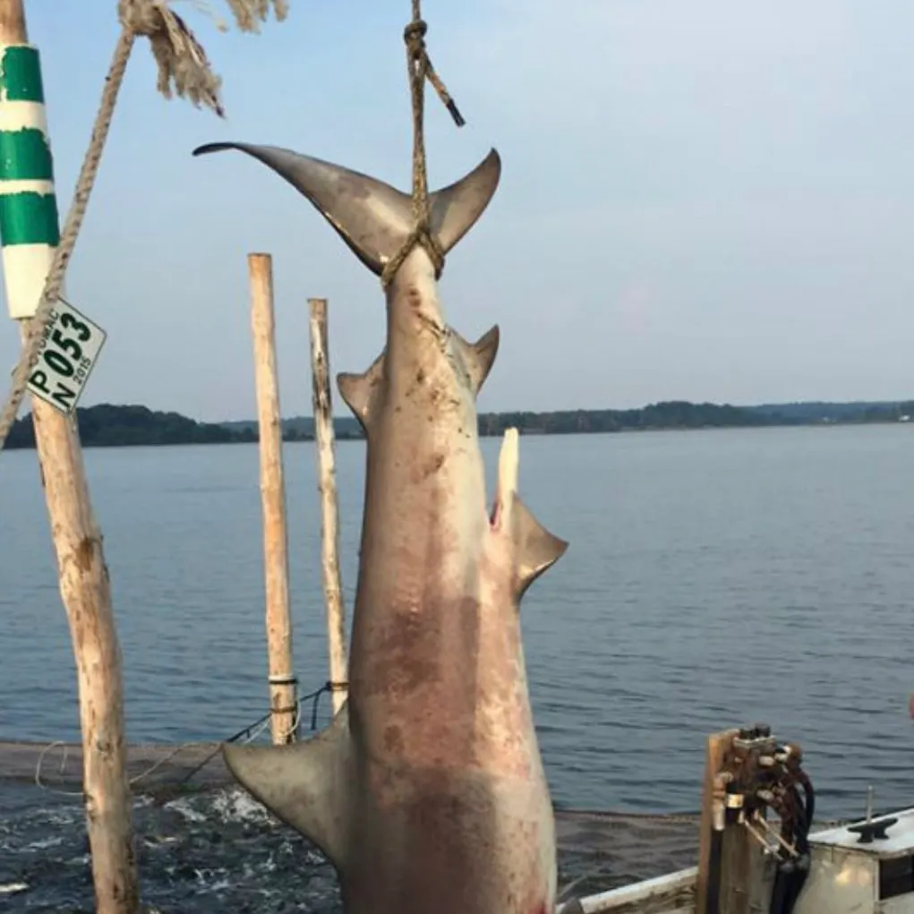 Blacktip shark caught on Fishbrain
