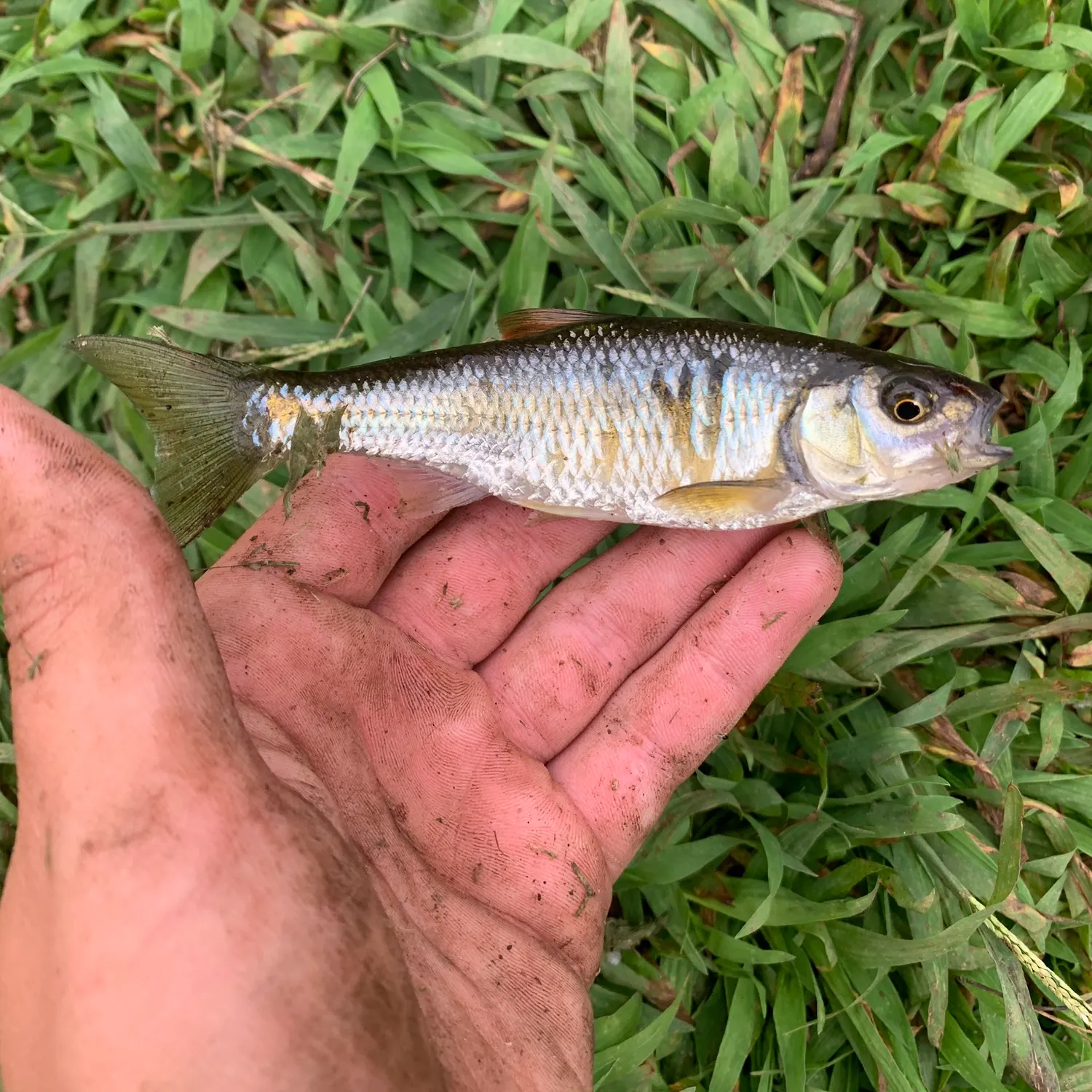 Striped shiner caught on Fishbrain