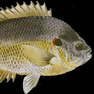 Redear sunfish caught on Fishbrain
