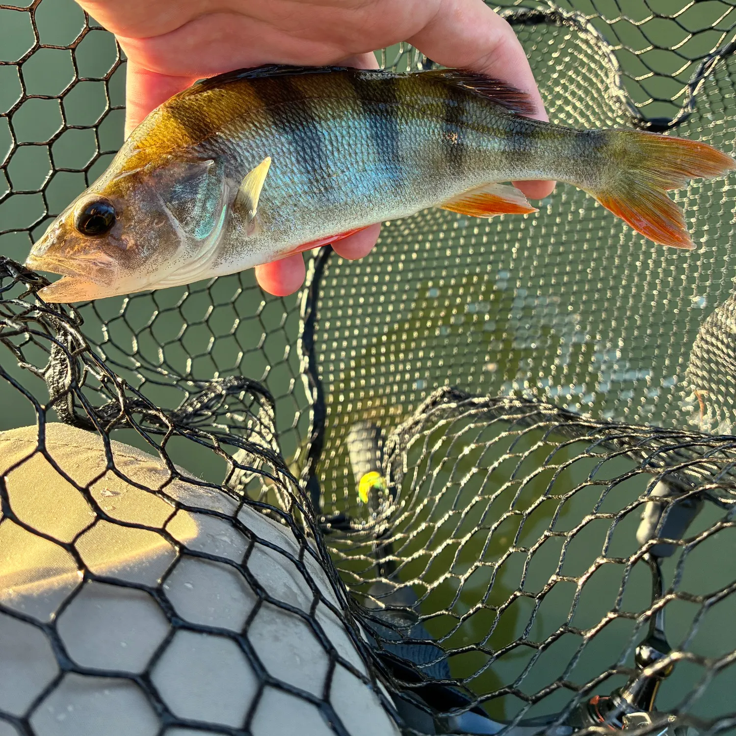 European perch caught on Fishbrain