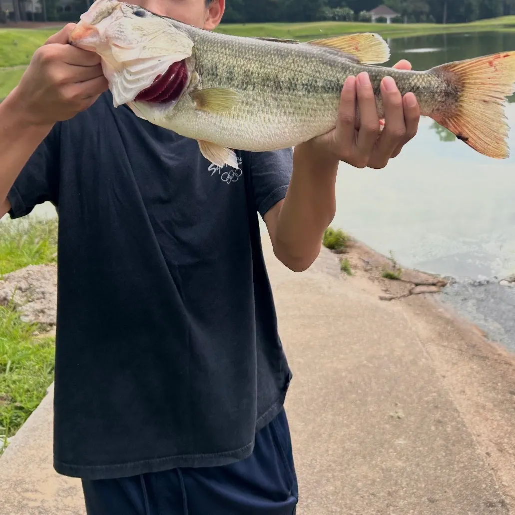 Largemouth bass caught on Fishbrain