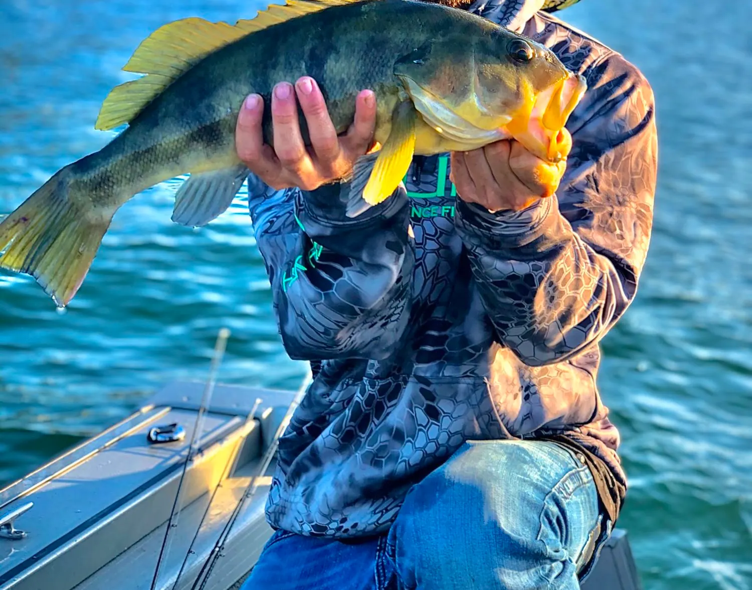 Barred sand bass