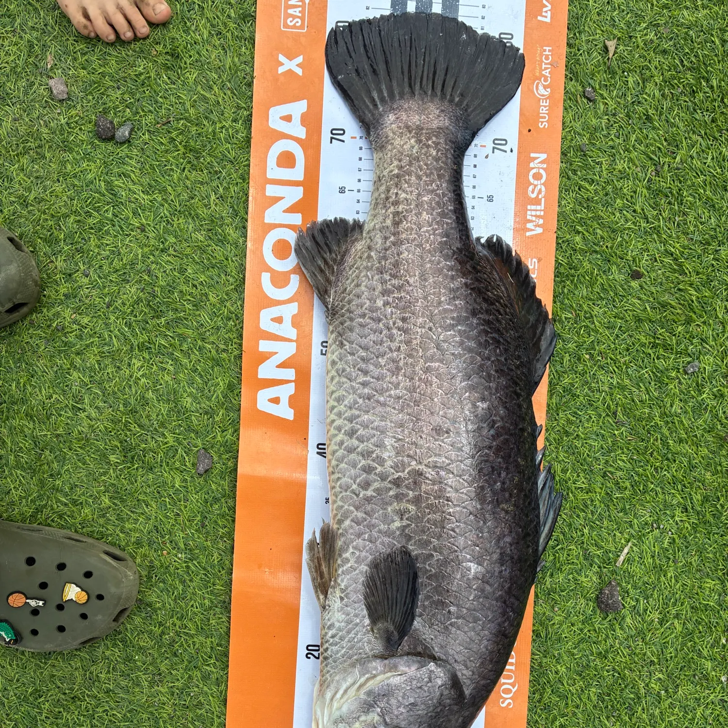 The most recent Barramundi catches on Fishbrain