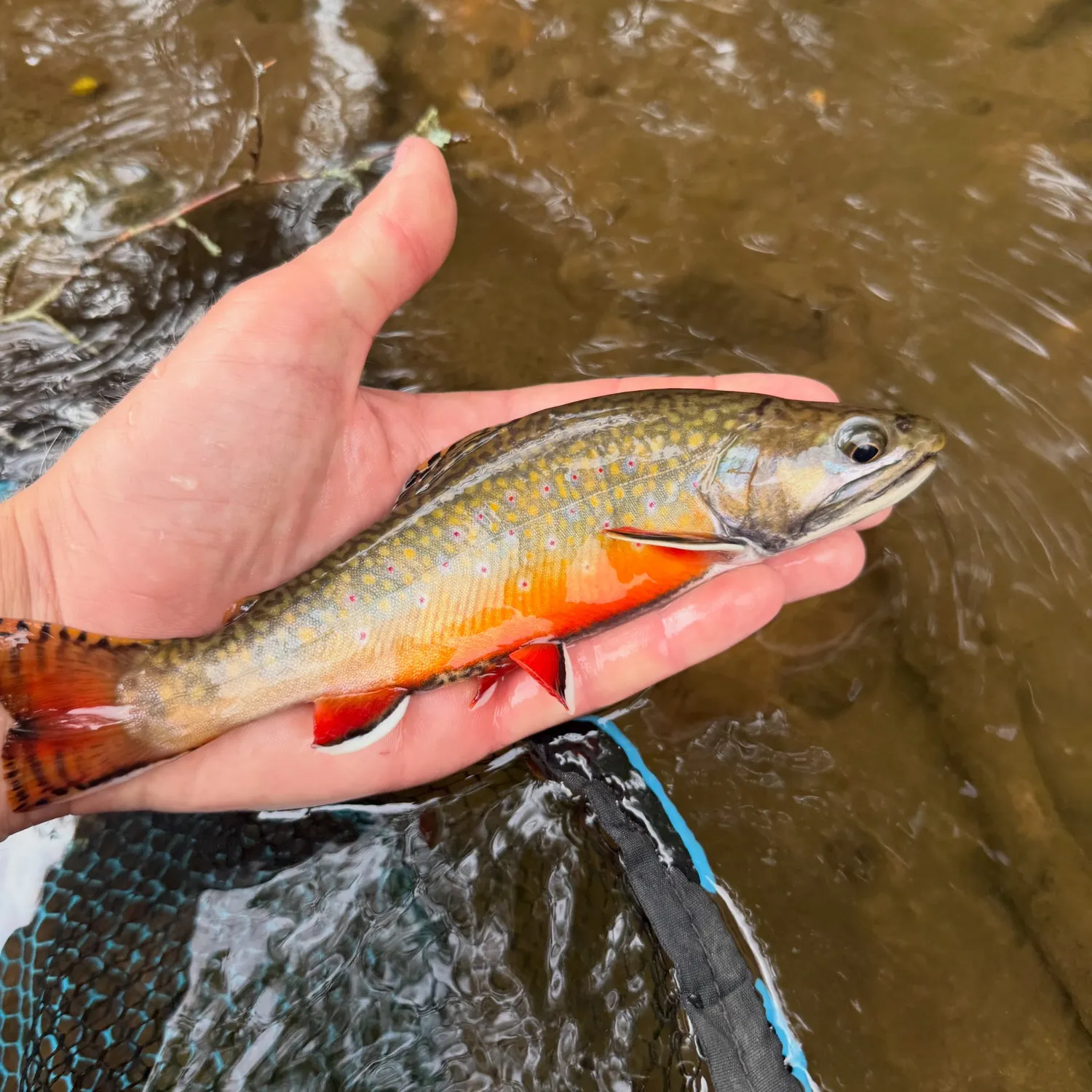 Brook trout caught on Fishbrain