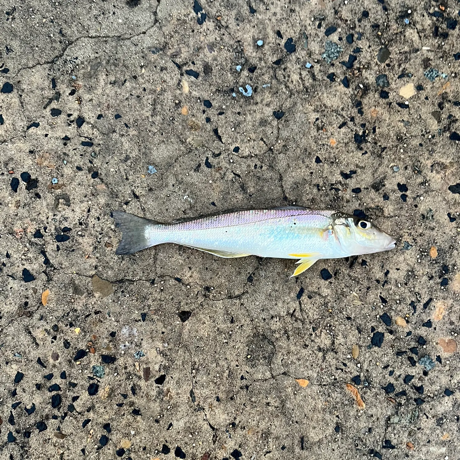 The most recent Sand sillago catches on Fishbrain