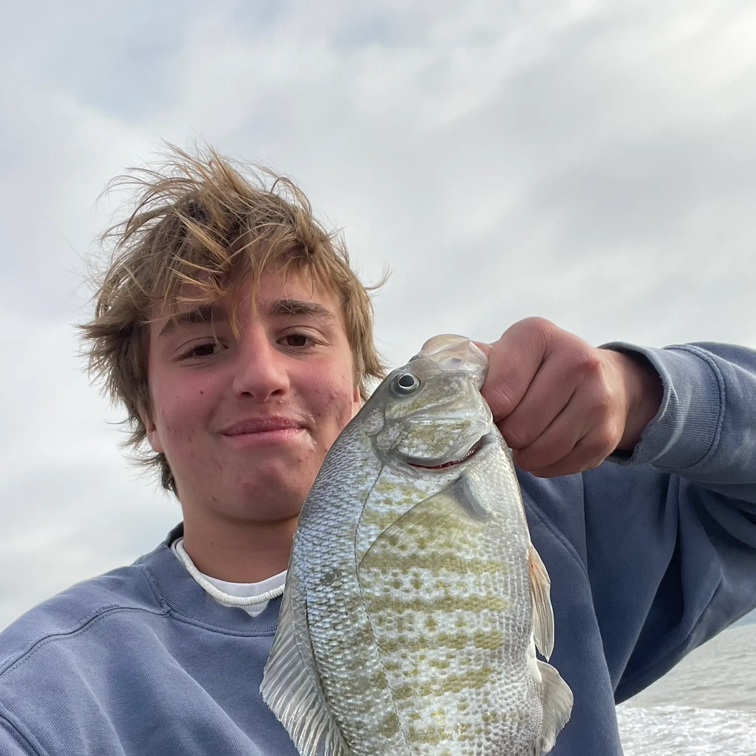 The most recent Barred surfperch catches on Fishbrain