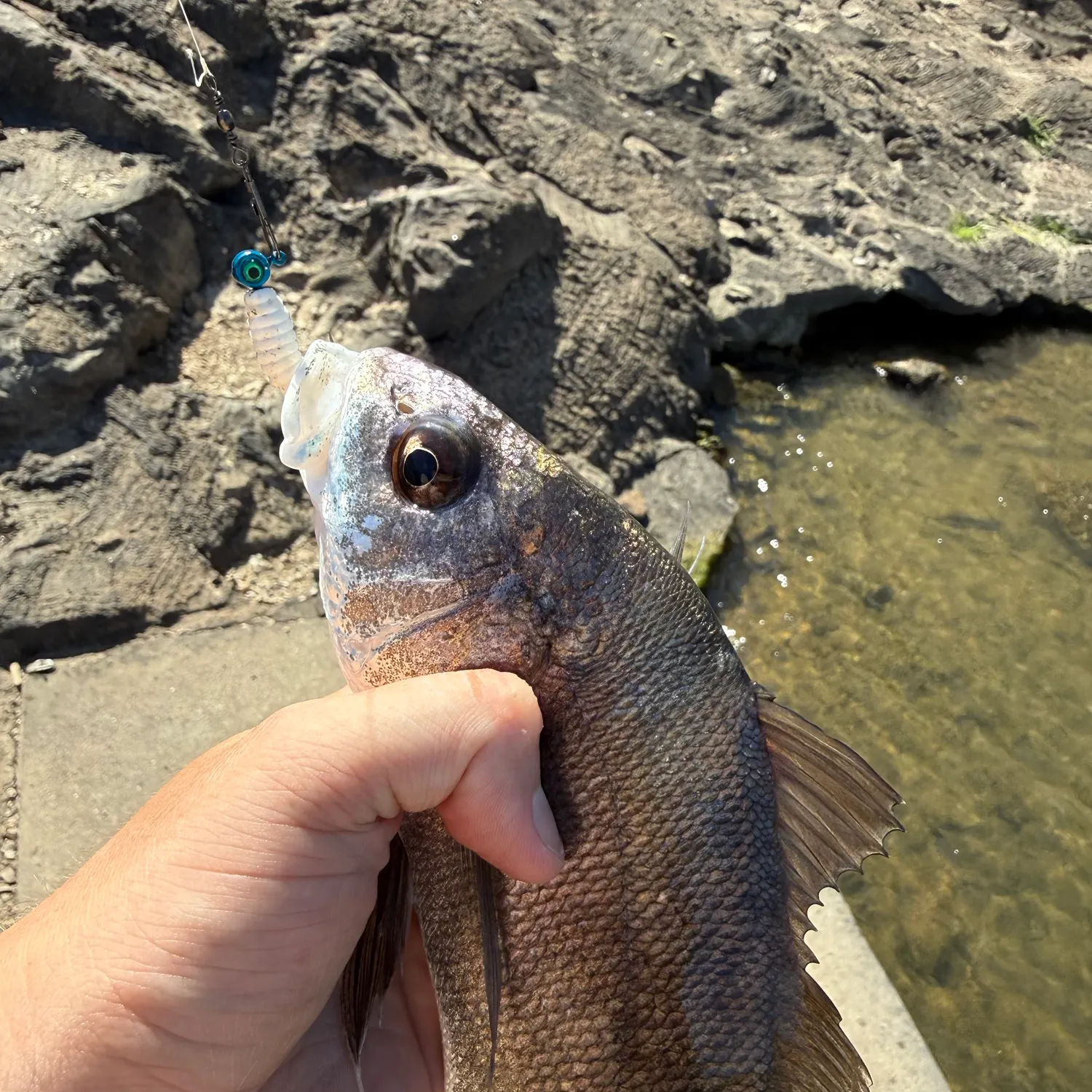 Freshwater drum caught on Fishbrain