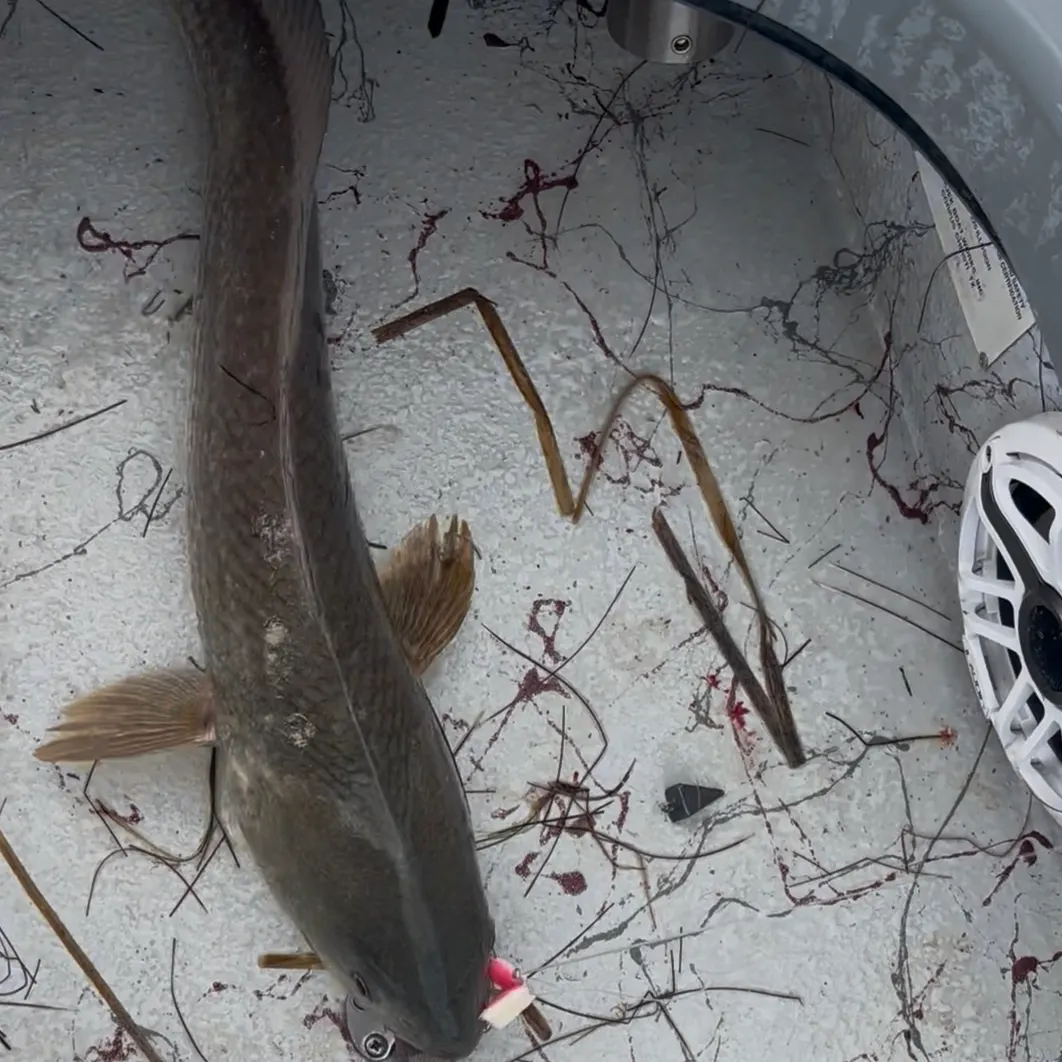 The most recent Red drum catches on Fishbrain