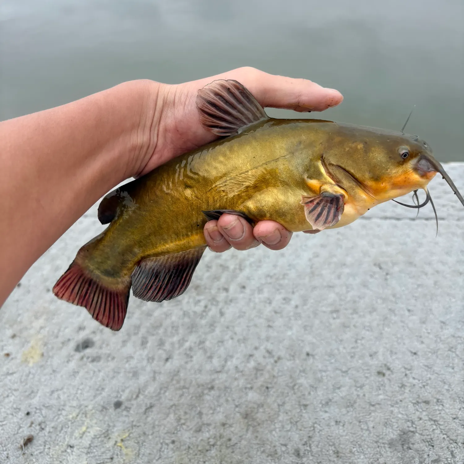 catch