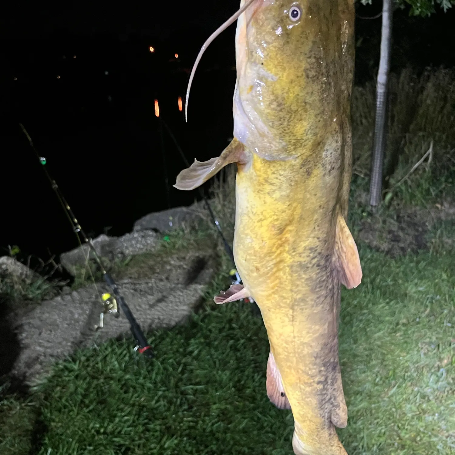Flathead catfish caught on Fishbrain