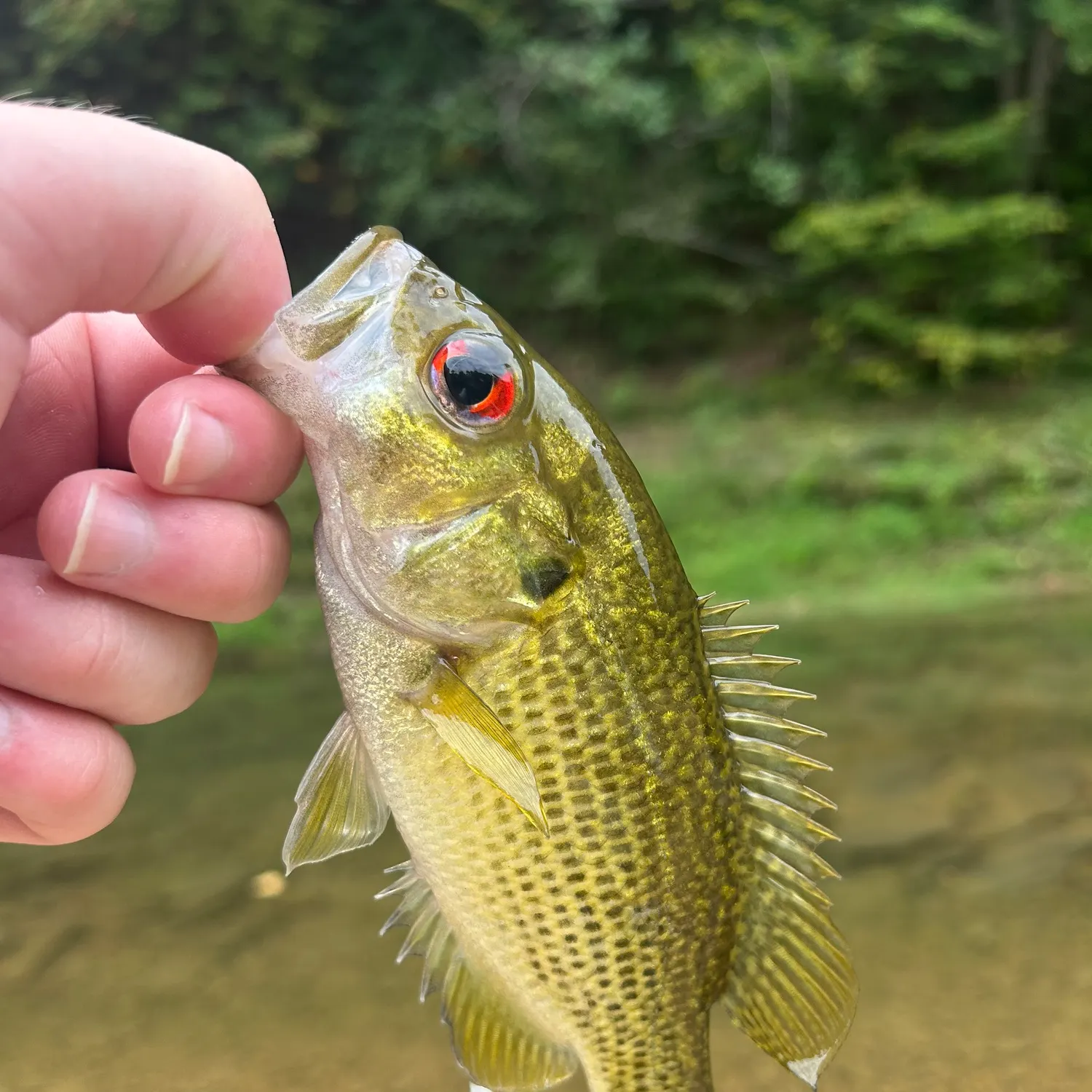The most recent Rock bass catches on Fishbrain