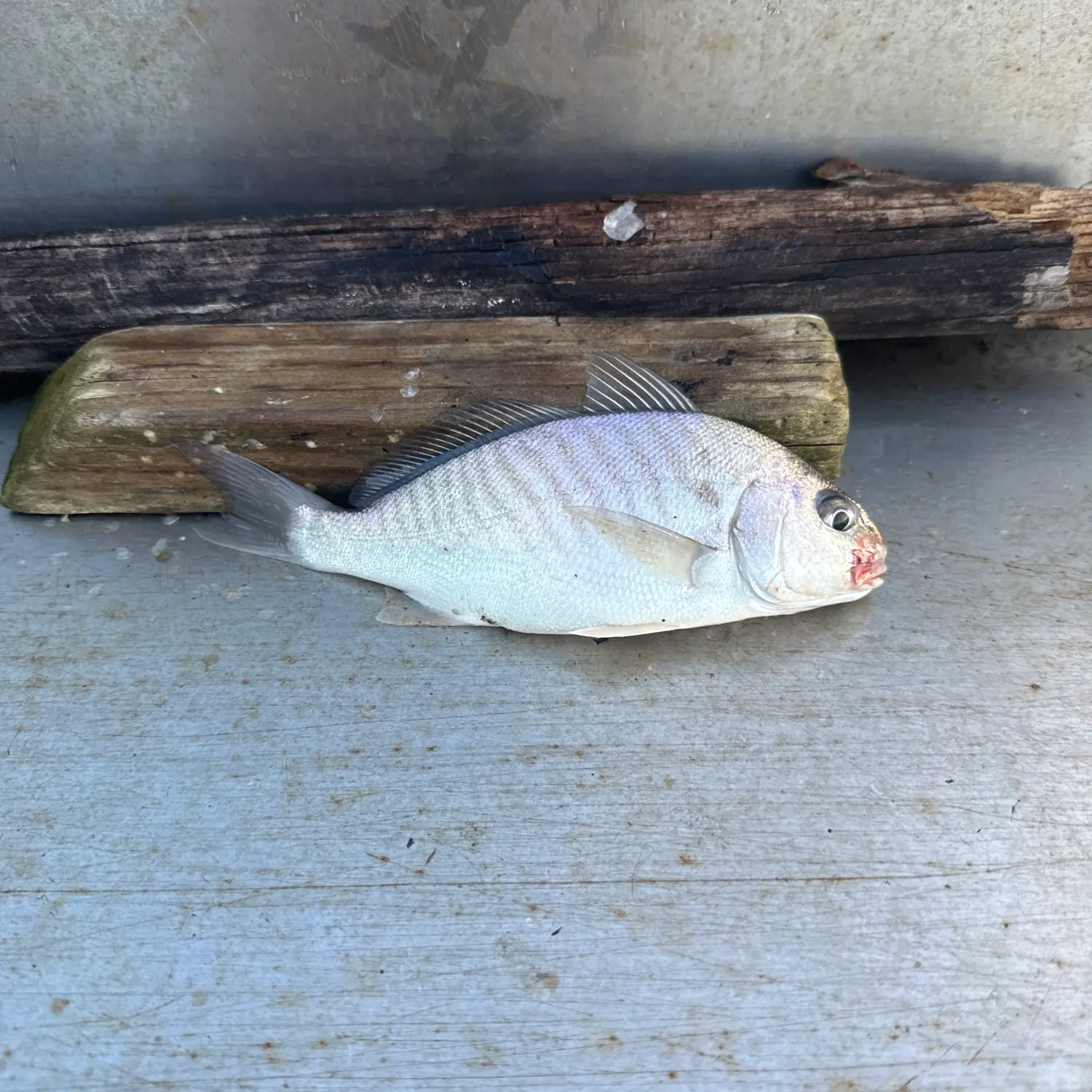 The most recent Spot croaker catches on Fishbrain