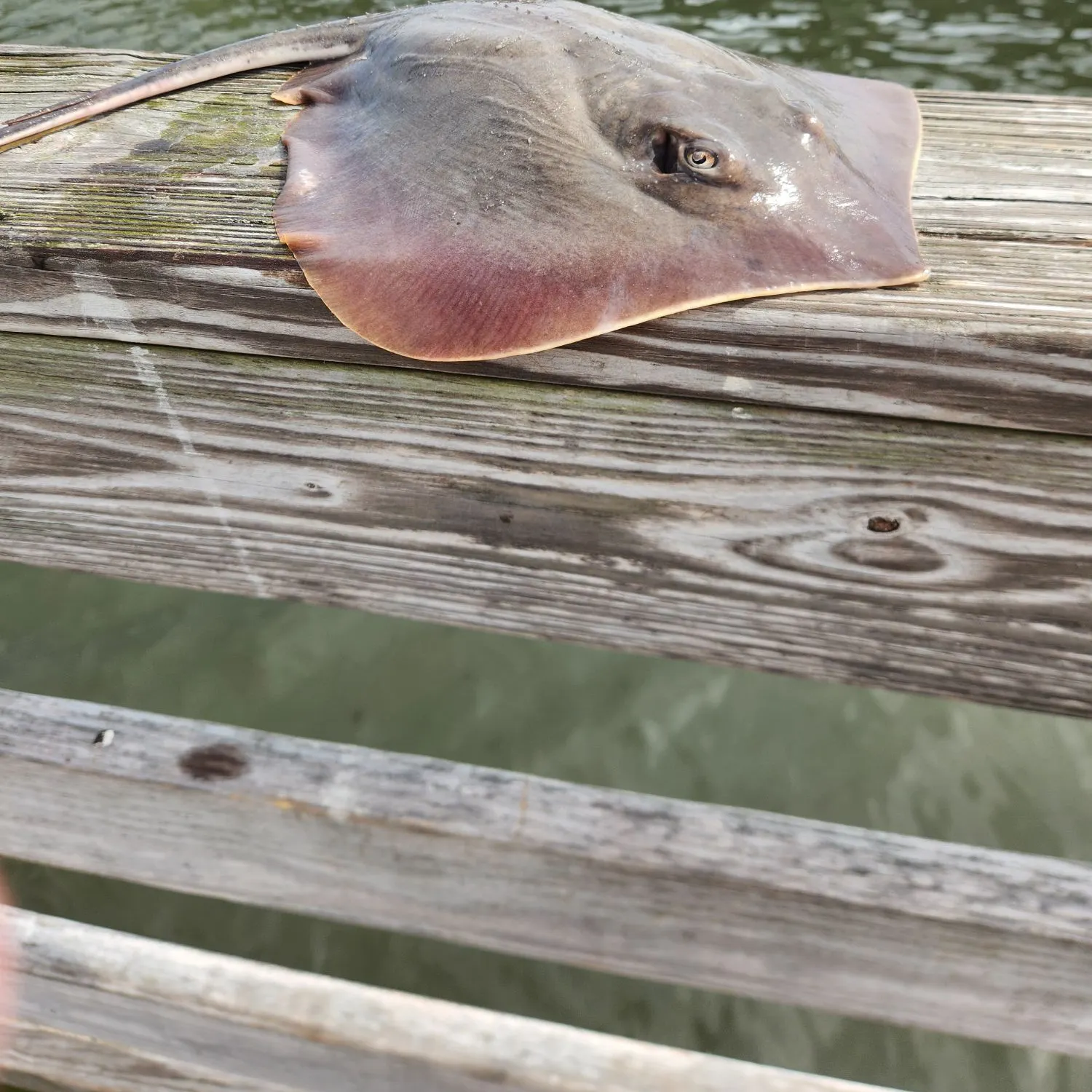 The most recent Starry ray catches on Fishbrain