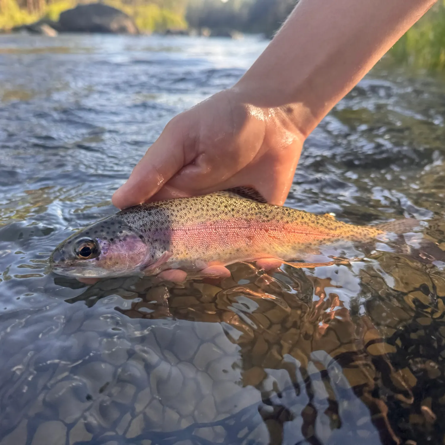 The most recent Great basin redband trout catches on Fishbrain