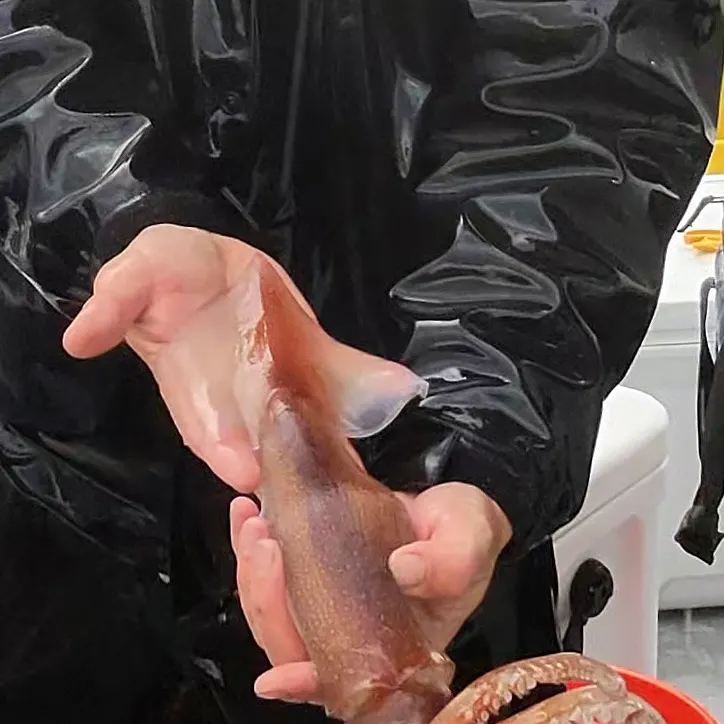 The most recent Northern shortfin squid catches on Fishbrain