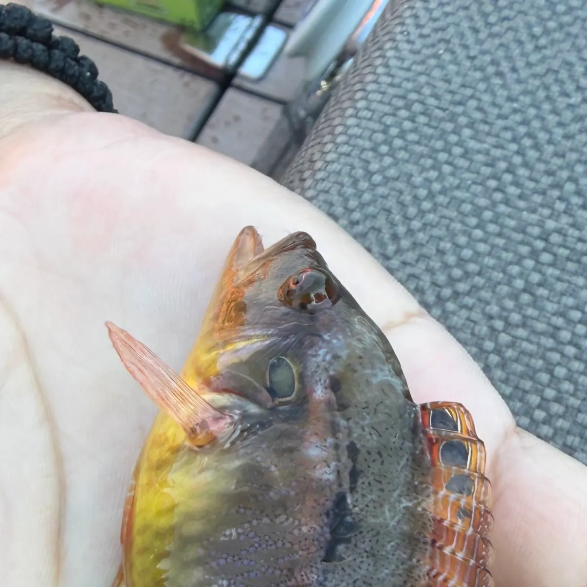 The most recent Five-spotted wrasse catches on Fishbrain