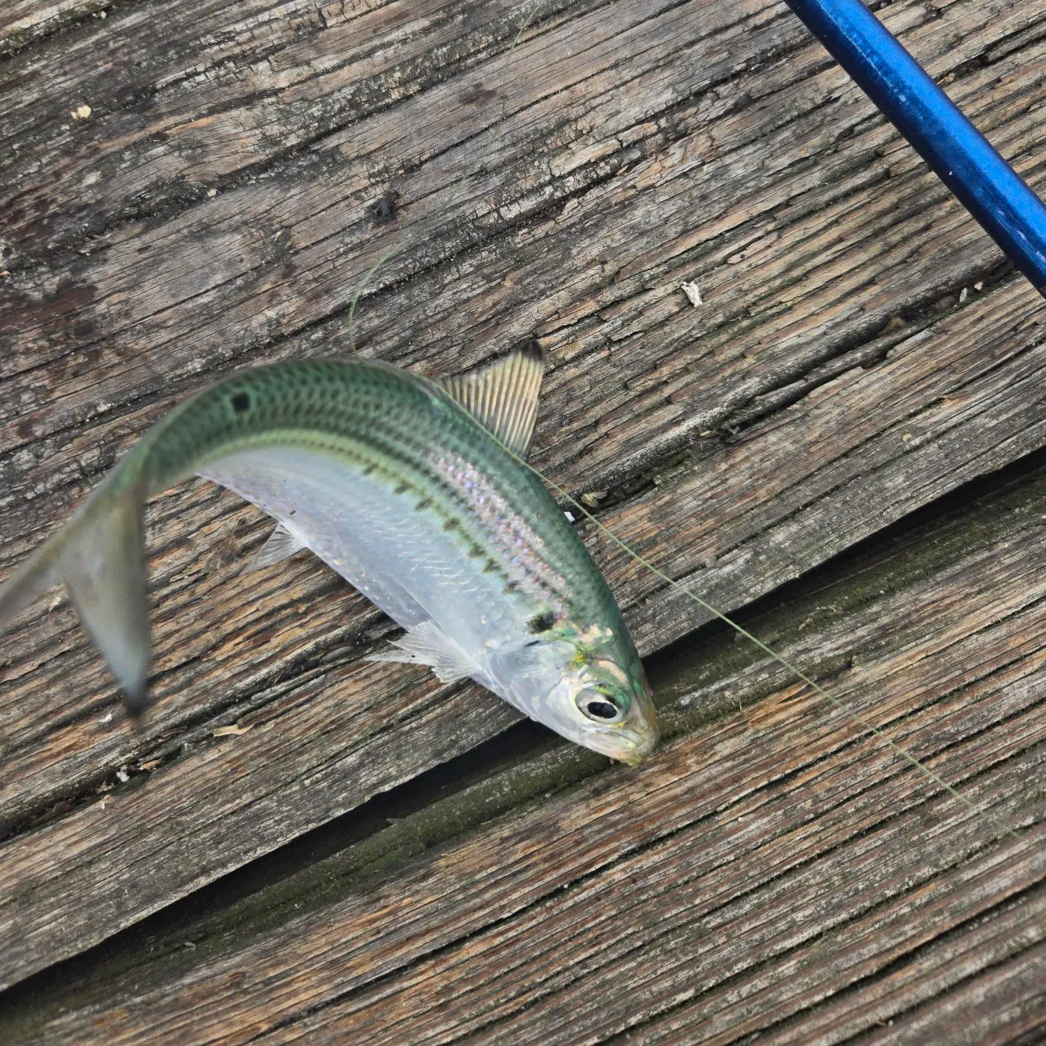 The most recent Threadfin shad catches on Fishbrain