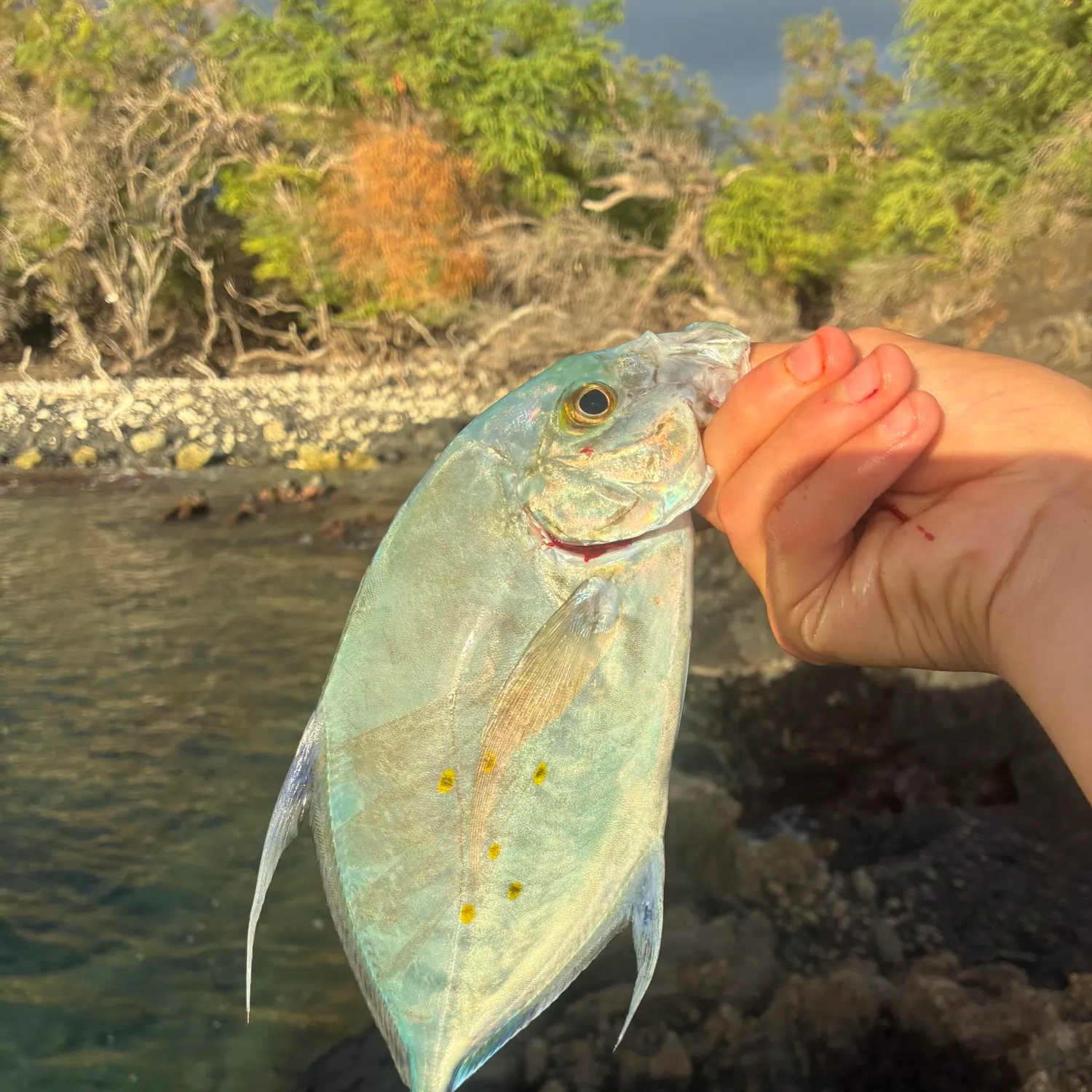 The most recent Bluefin trevally catches on Fishbrain