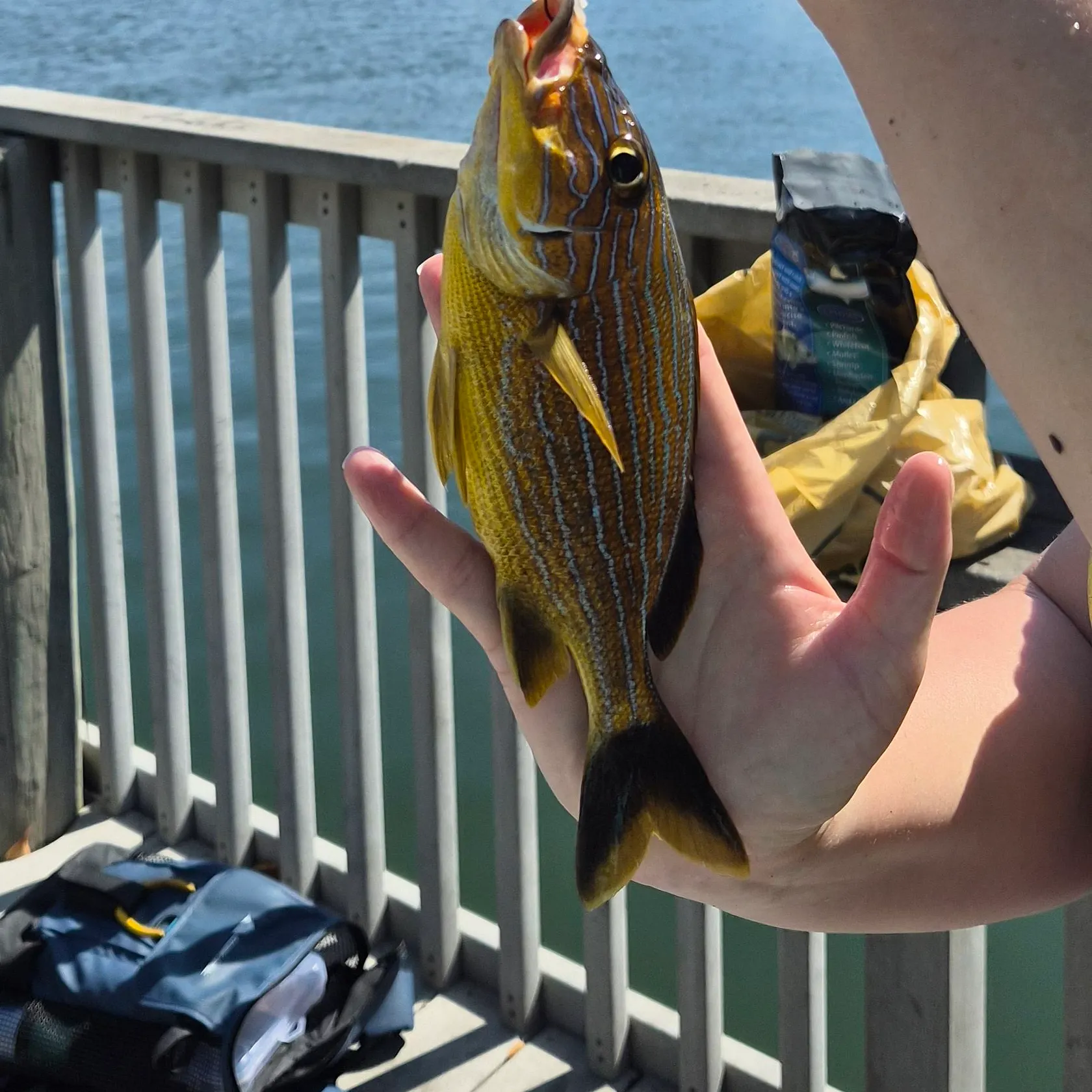 The most recent Bluestriped grunt catches on Fishbrain