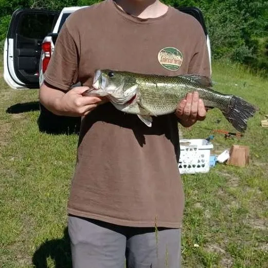 Largemouth bass caught on Fishbrain
