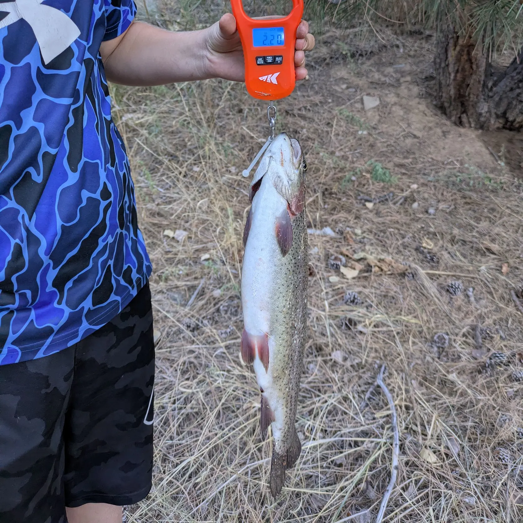 Rainbow trout caught on Fishbrain