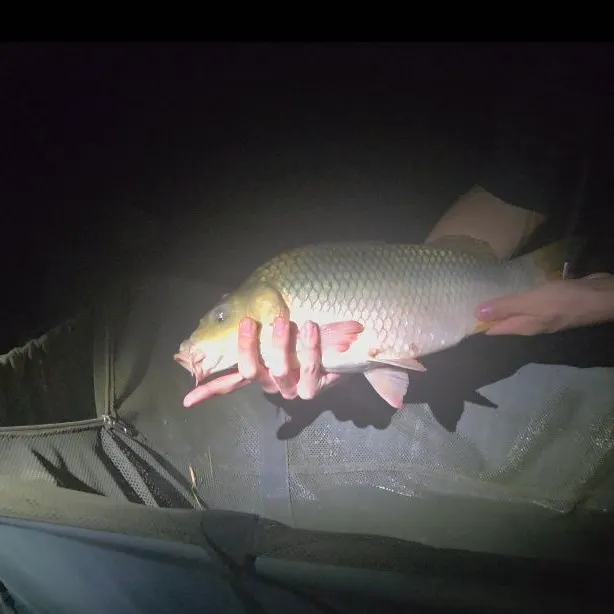 Common carp caught on Fishbrain