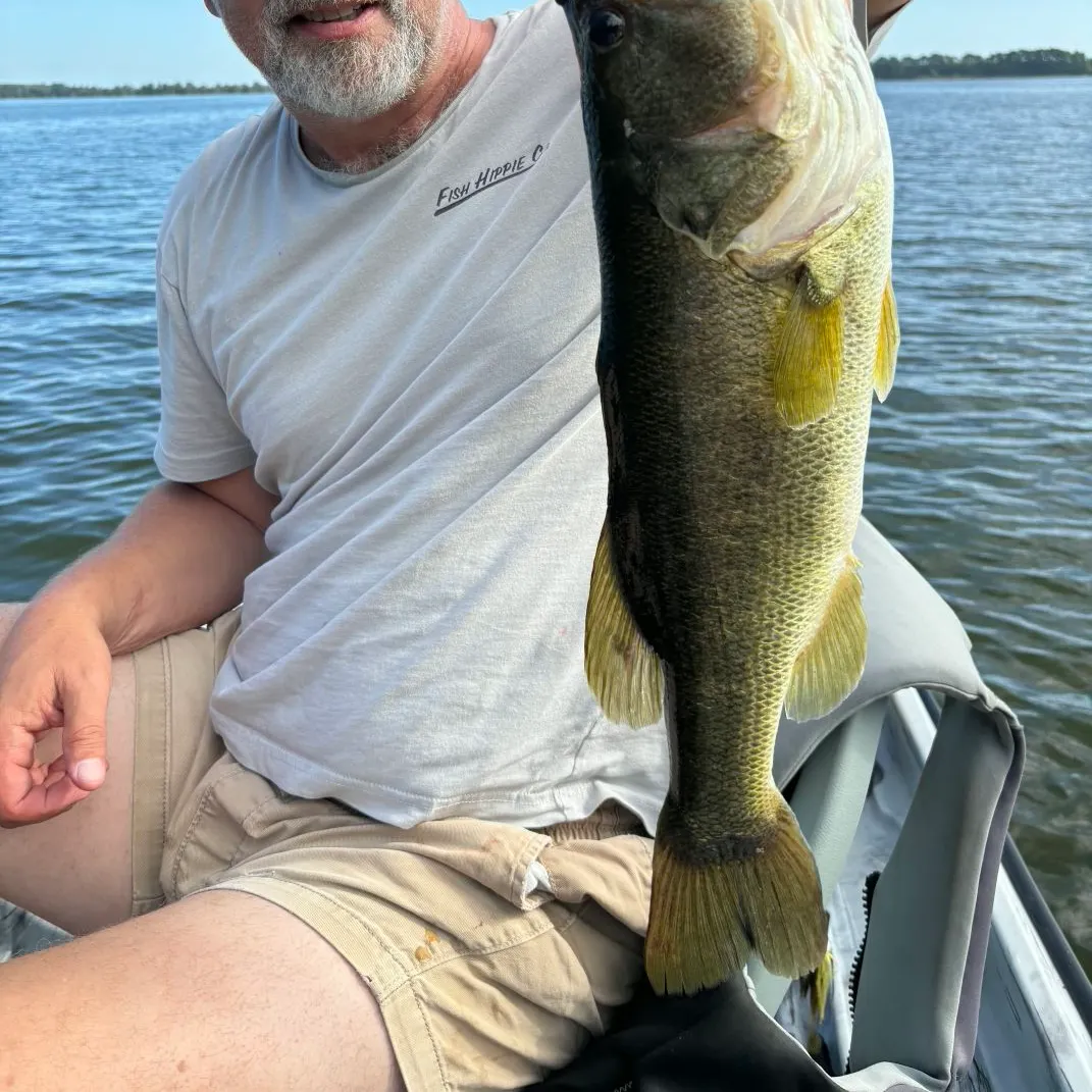 Largemouth bass caught on Fishbrain