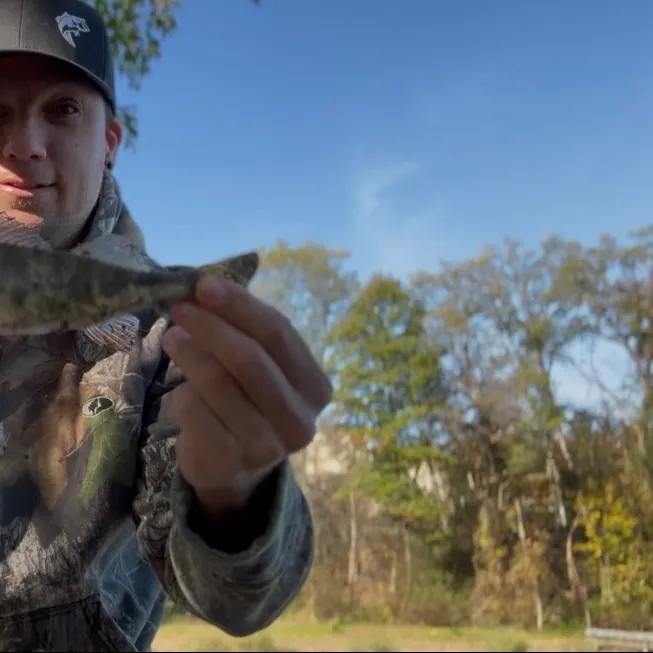 Yellow perch caught on Fishbrain