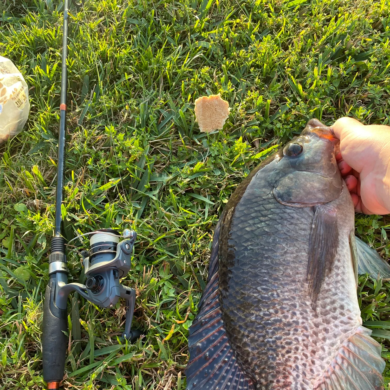 The most recent Nile tilapia catches on Fishbrain