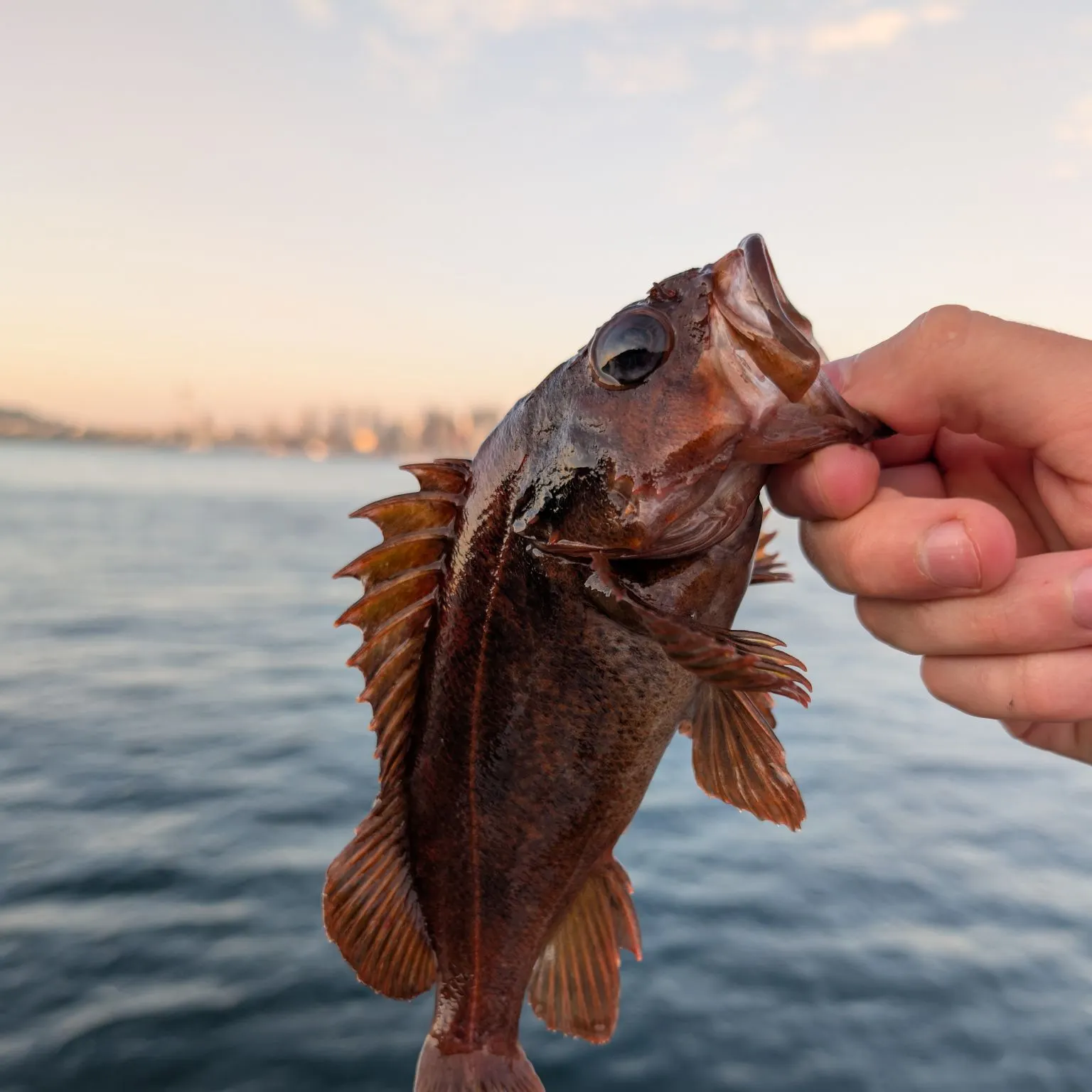 catch