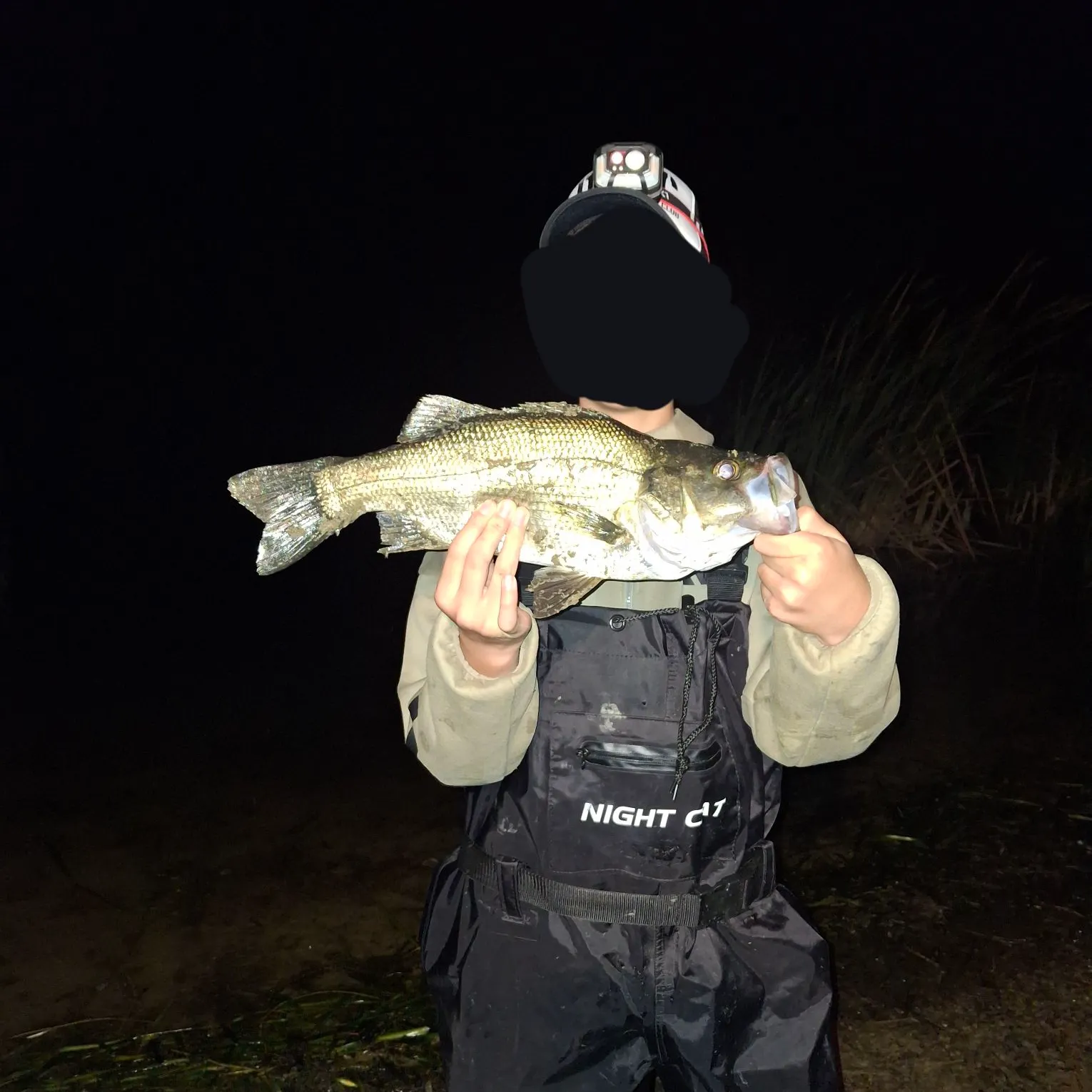 The most recent Estuary perch catches on Fishbrain