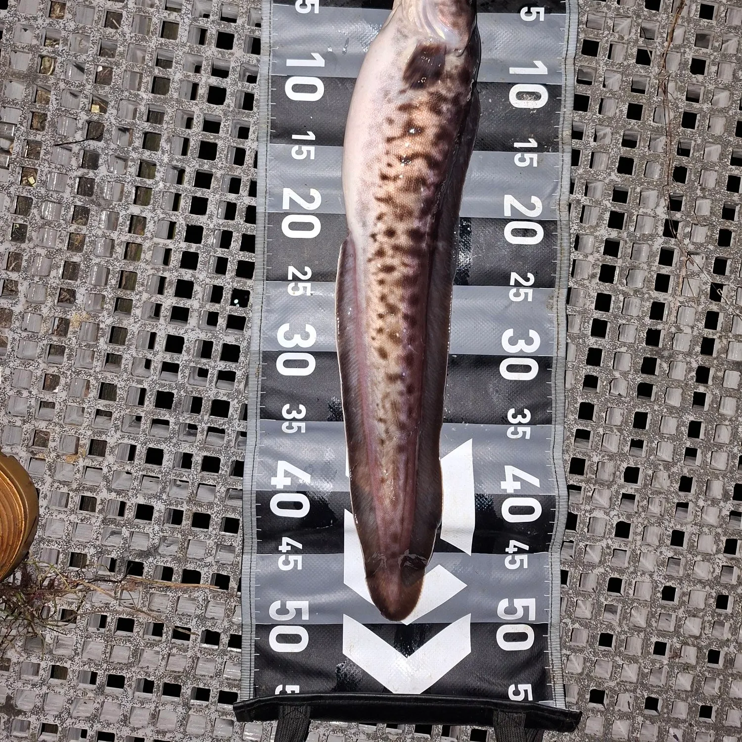 Three-bearded rockling caught on Fishbrain