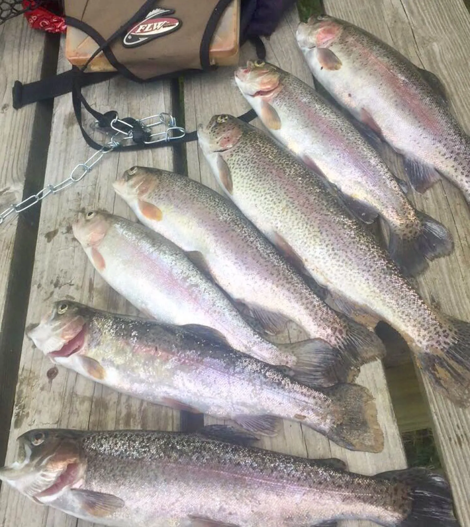 recently logged catches