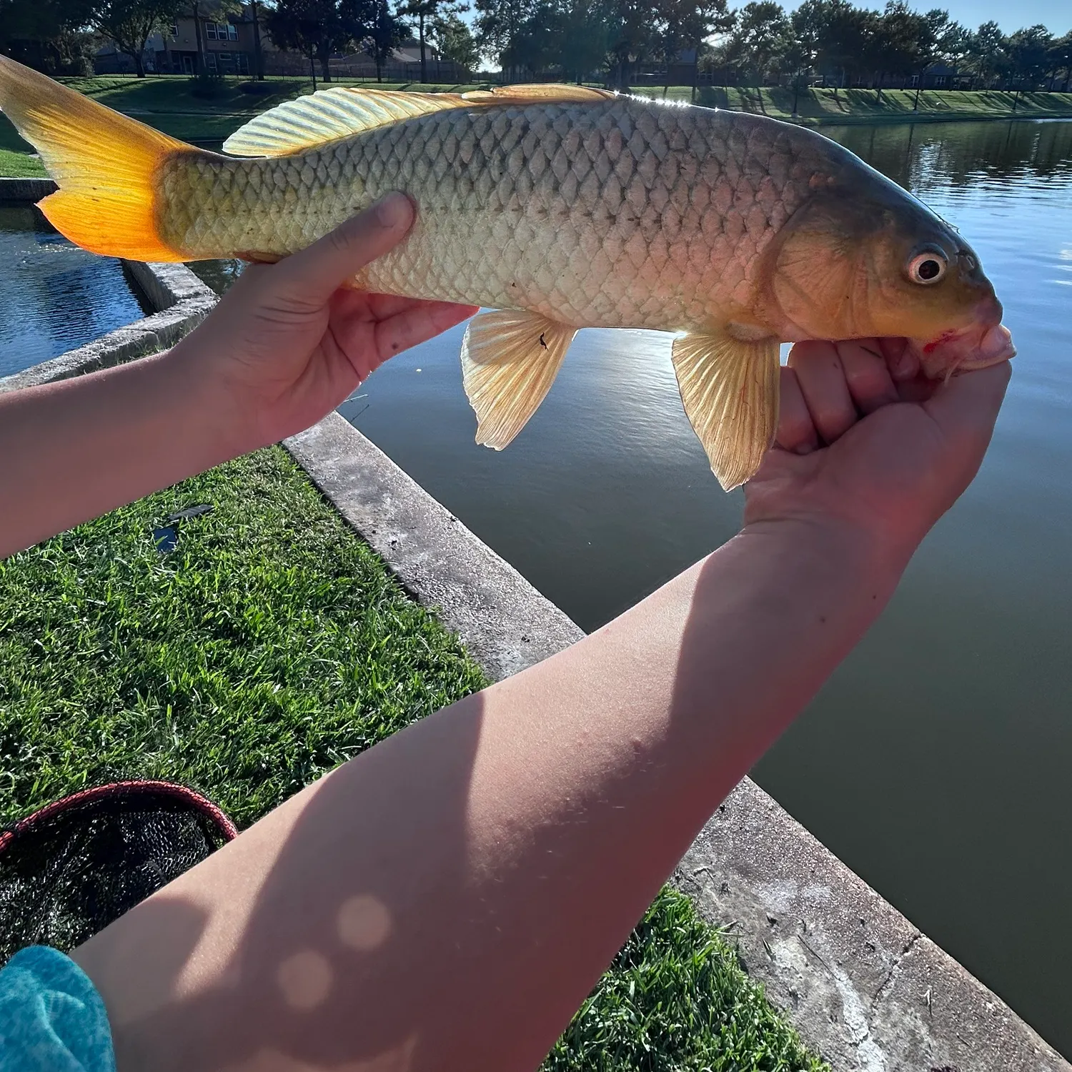 Common carp caught on Fishbrain