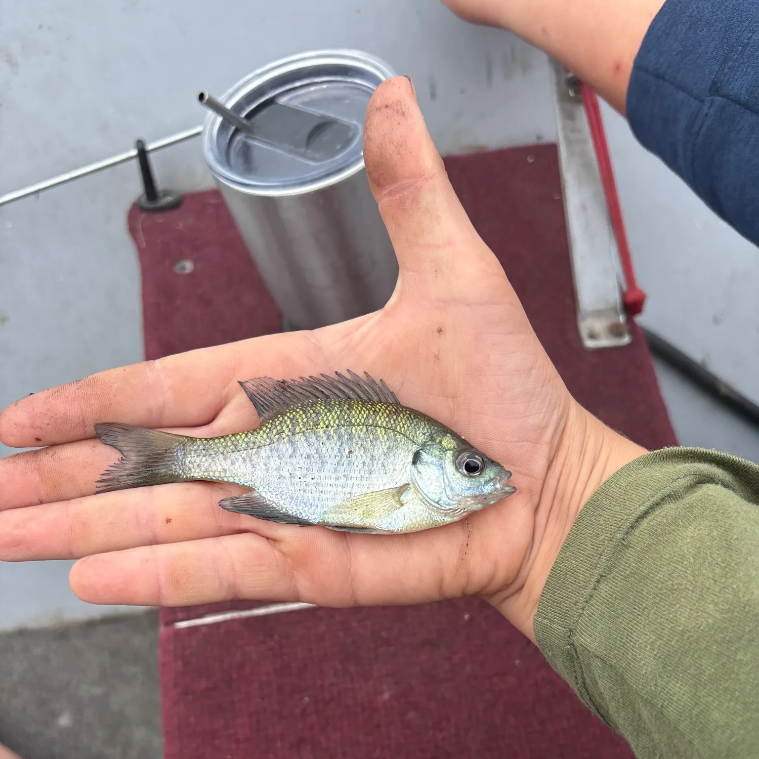 Bluegill caught on Fishbrain