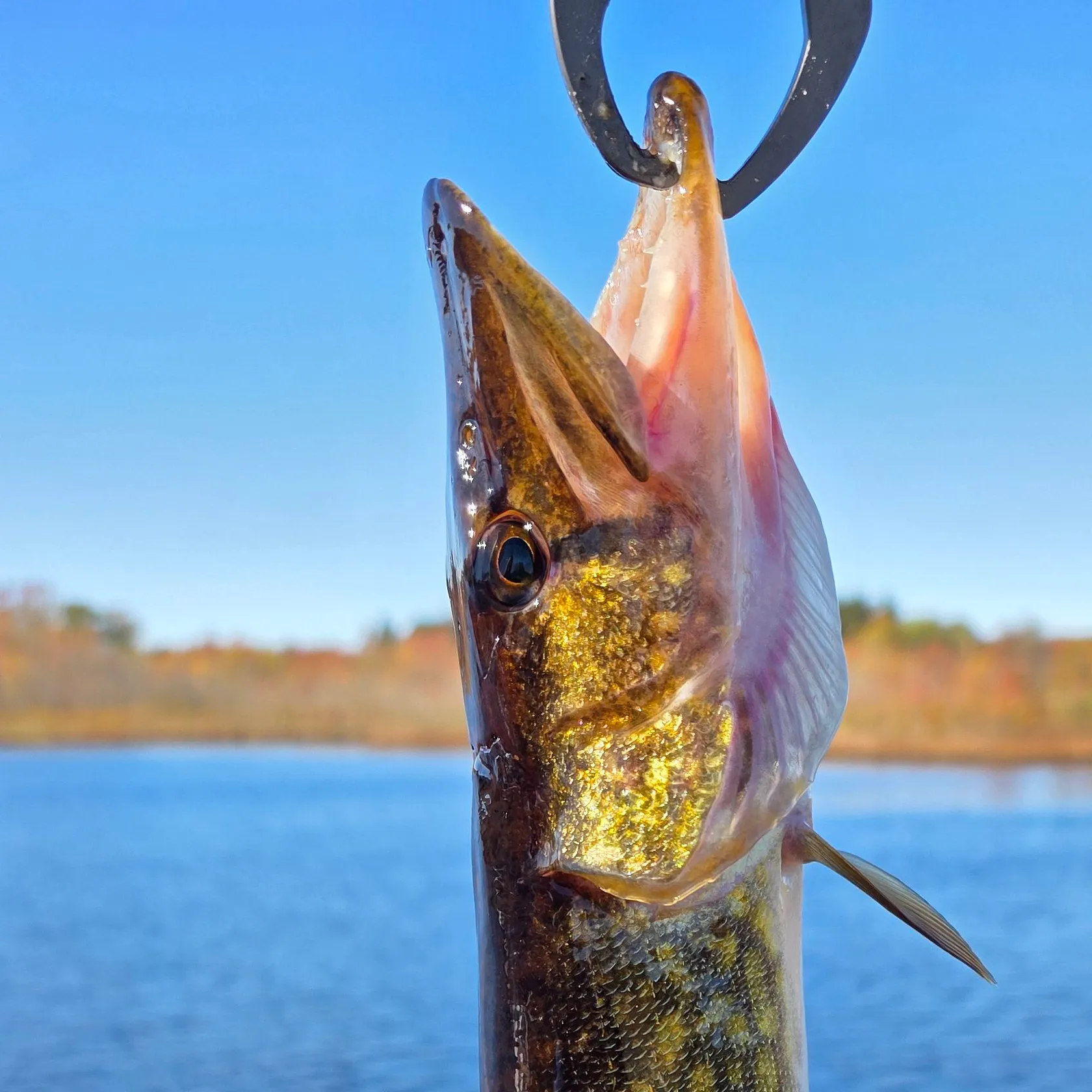 Chain pickerel caught on Fishbrain