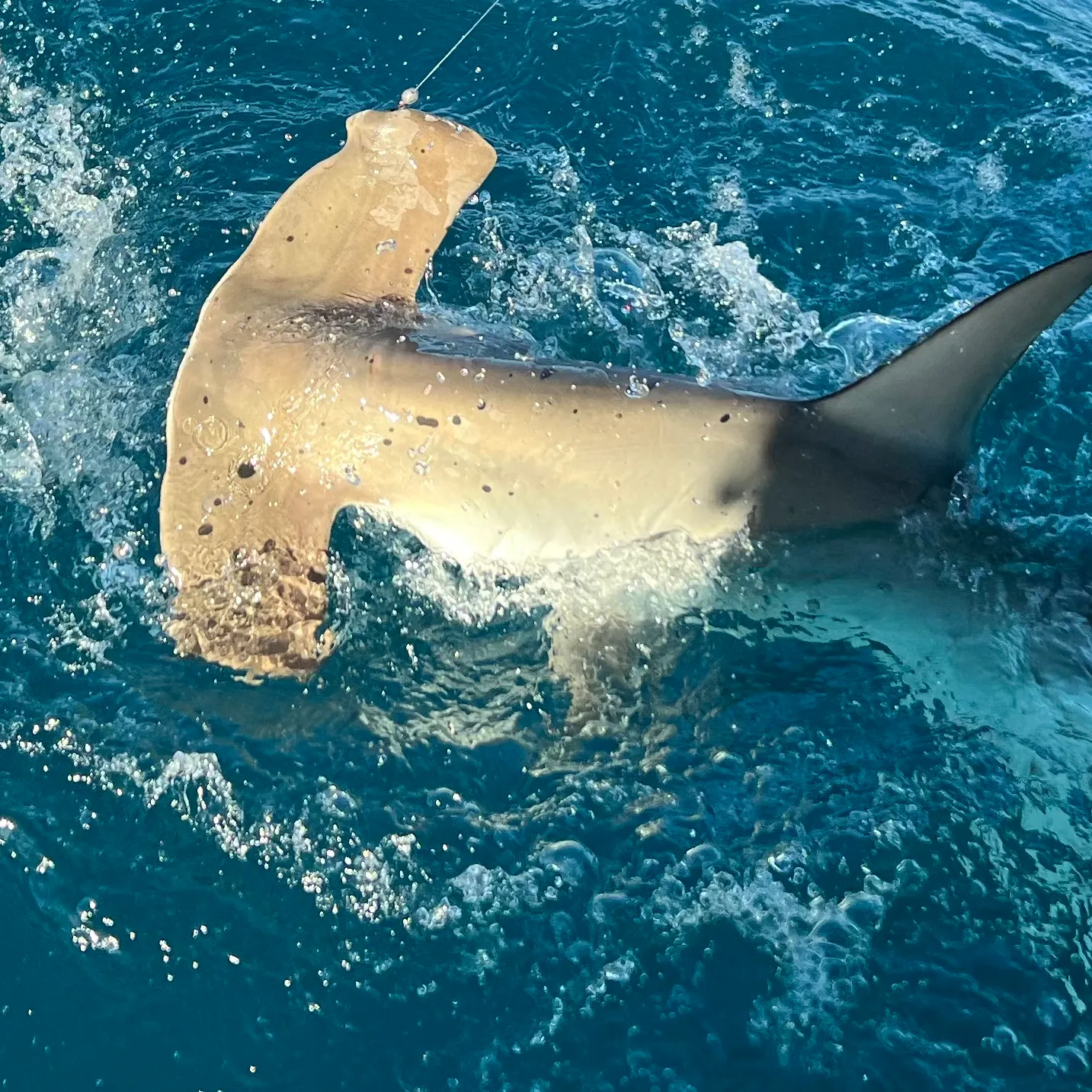 The most recent Smooth hammerhead shark catches on Fishbrain
