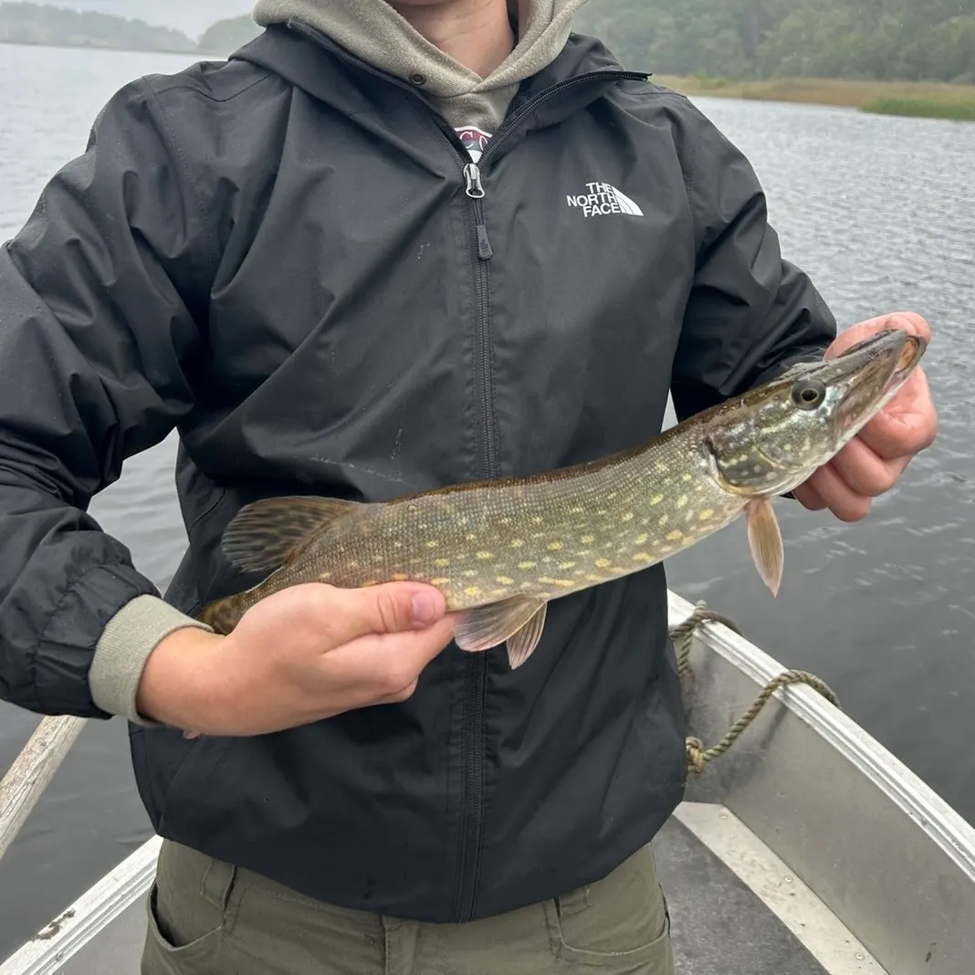 Northern pike caught on Fishbrain