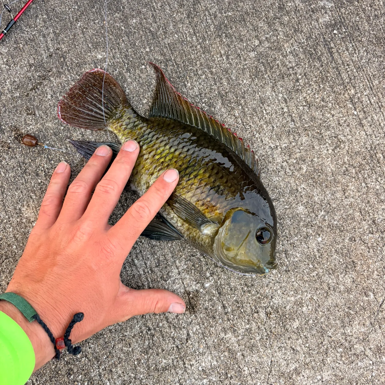 Spotted tilapia caught on Fishbrain