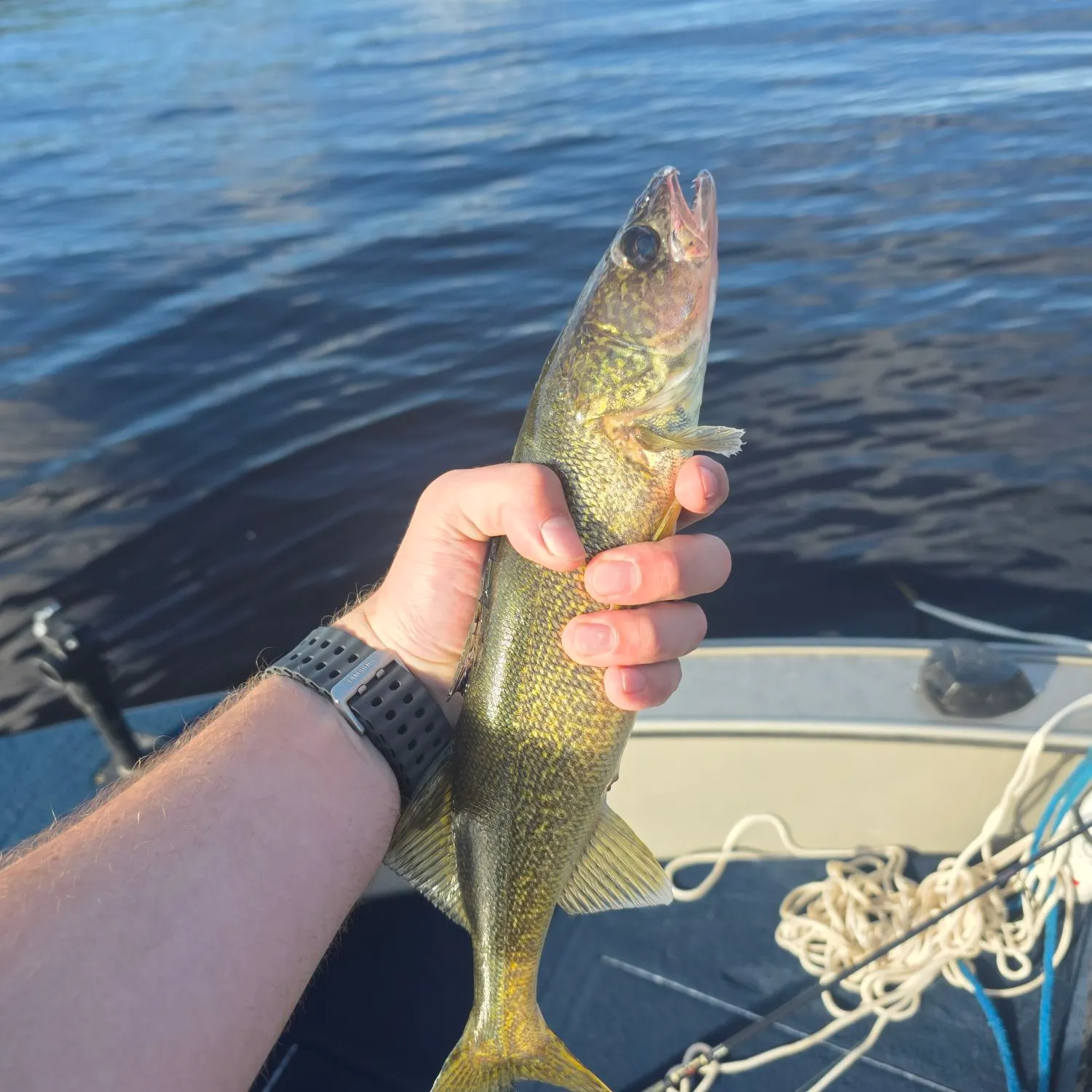 Walleye caught on Fishbrain