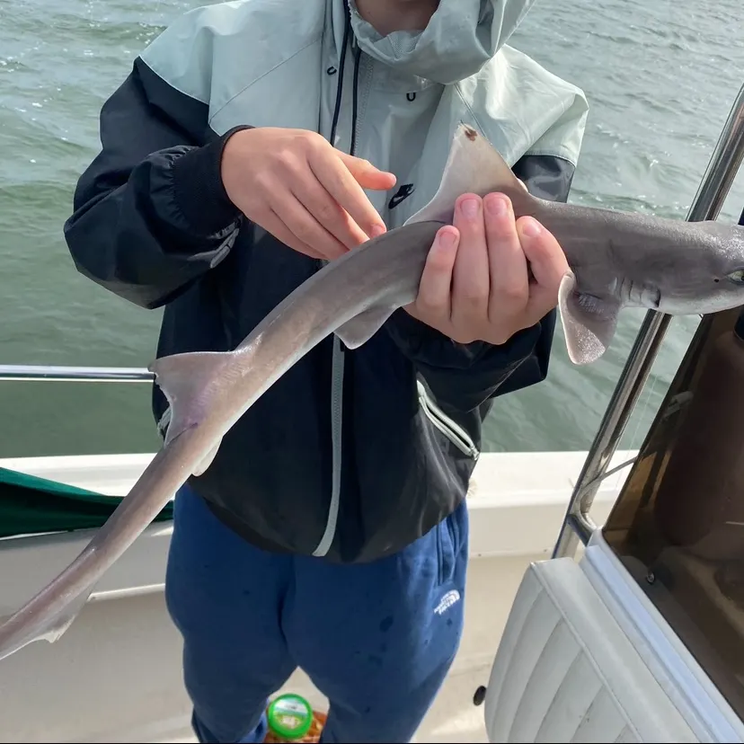 Dusky smooth-hound caught on Fishbrain