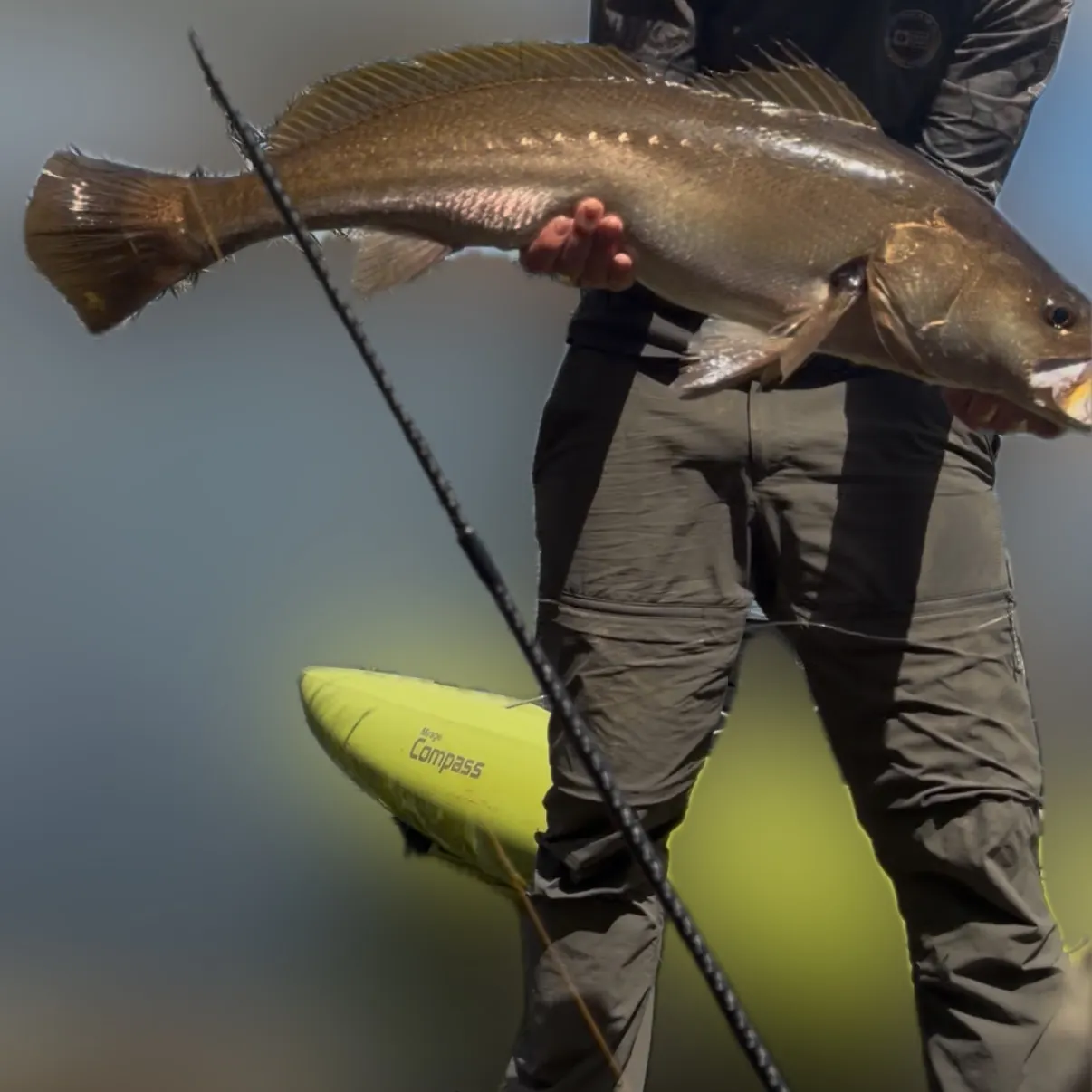 Japanese meagre caught on Fishbrain